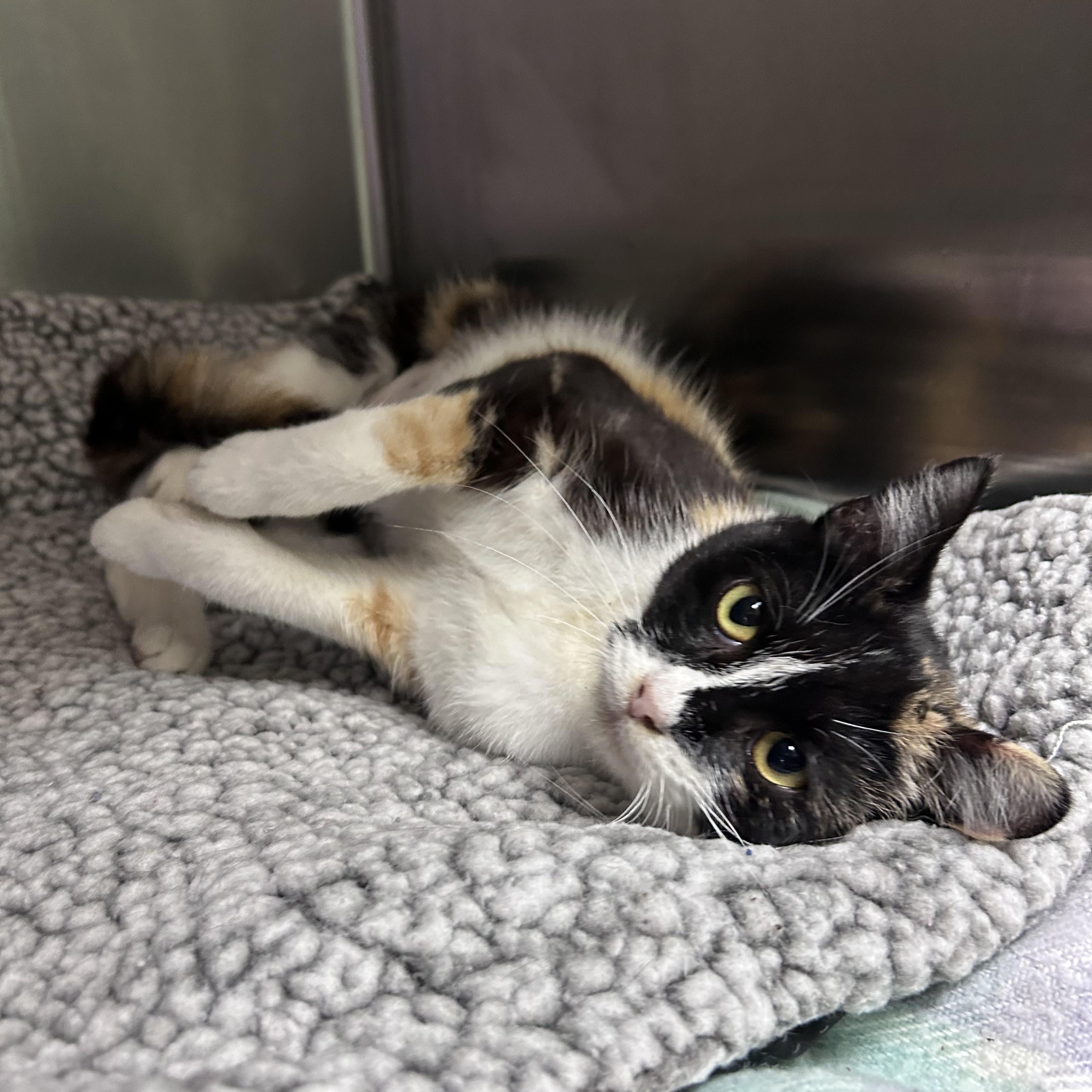 Laffy Taffy, adopted, Young Female Domestic Short Hair & Tortoiseshell.