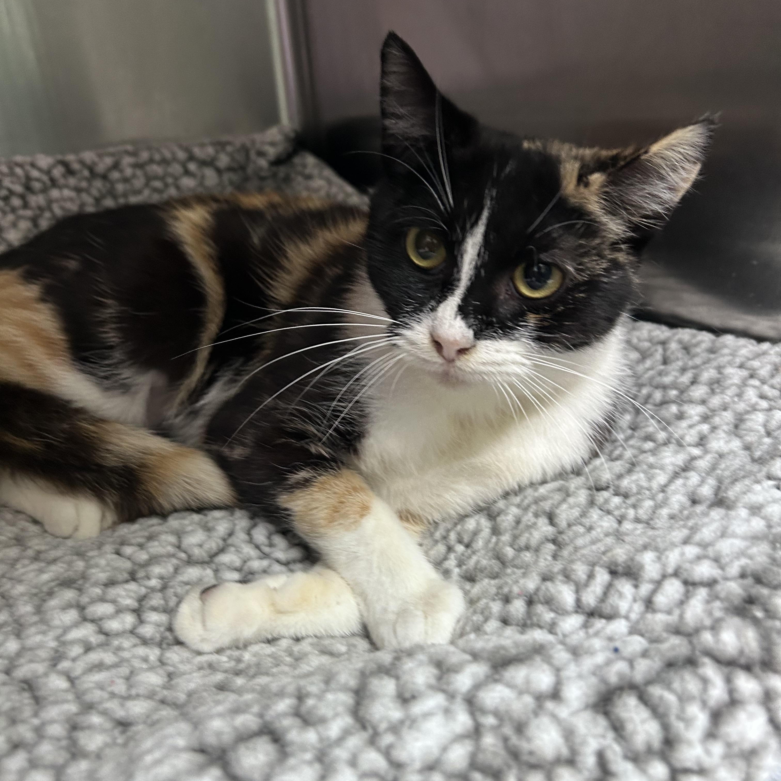 Enlarge Laffy Taffy, an adopted mixed breed in Greensboro, NC image 3/3