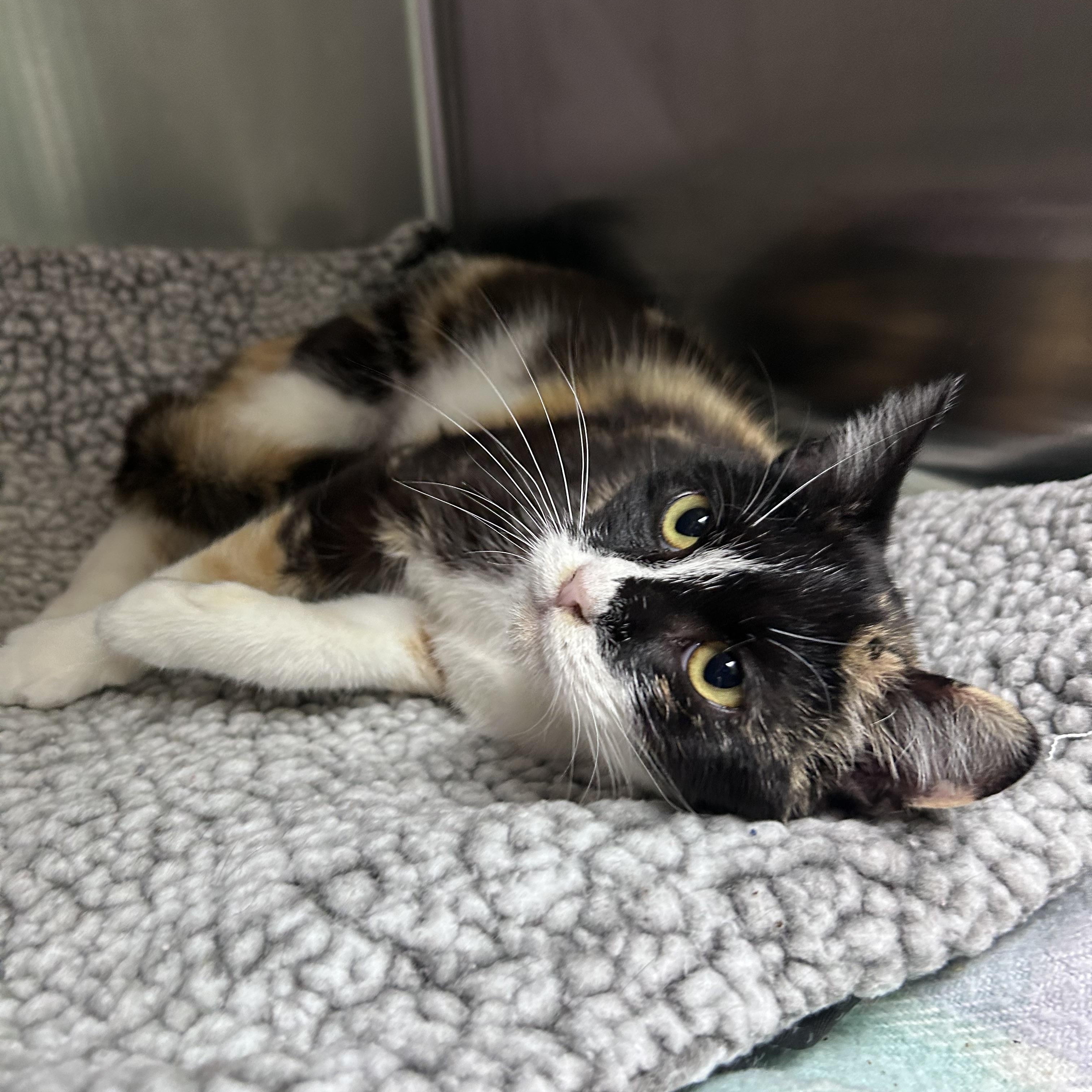 Enlarge Laffy Taffy, an adopted mixed breed in Greensboro, NC image 2/3