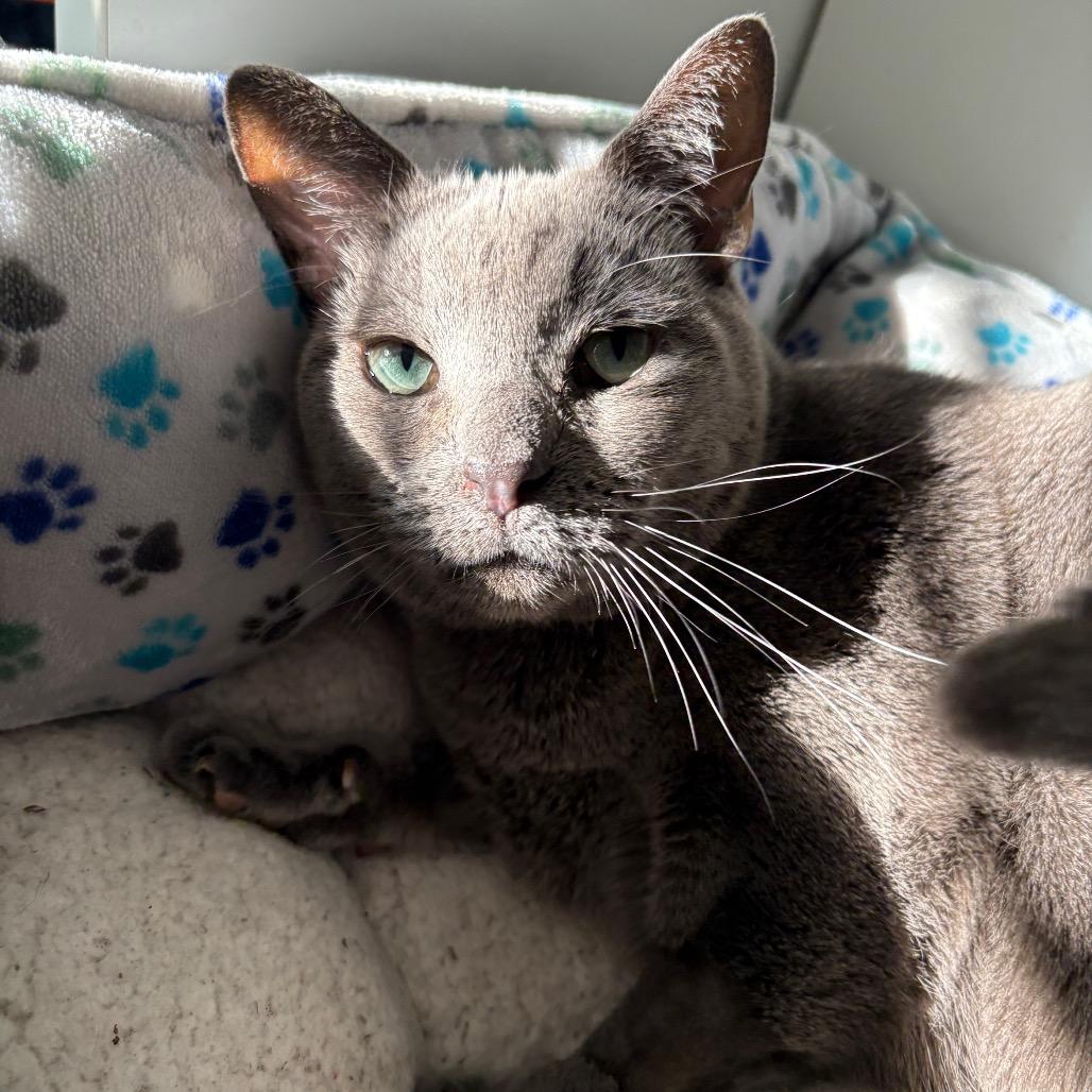 The Dude, Adoptable, Adult Male Russian Blue & Domestic Short Hair.