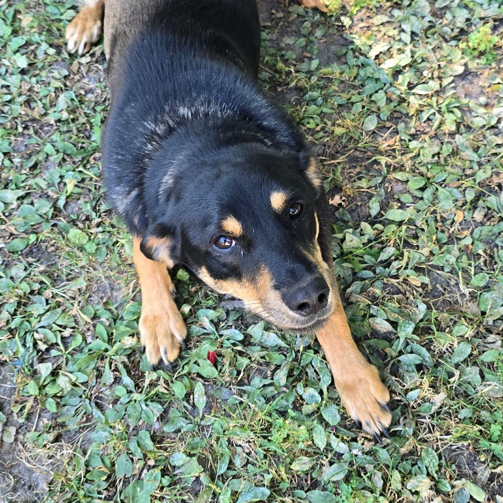 Enlarge Luka, a Adoptable Mixed Breed in Bellingham, WA image 1/1