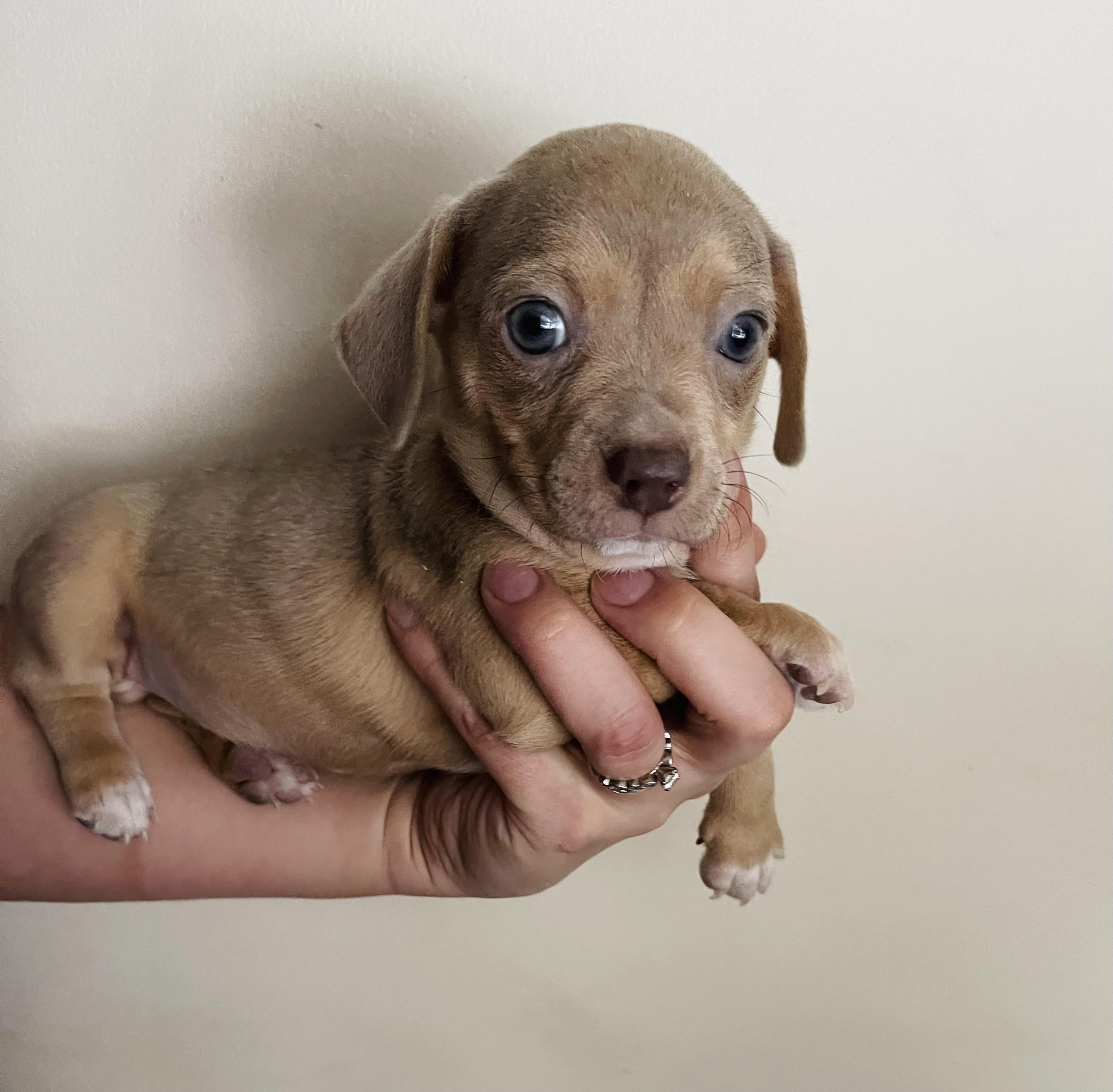 Merlin, adopted, Puppy Male Chiweenie & Dachshund.