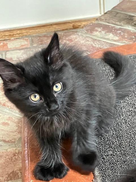 Enlarge Lucy, a Adopted Domestic Short Hair in Melrose, MA image 1/4