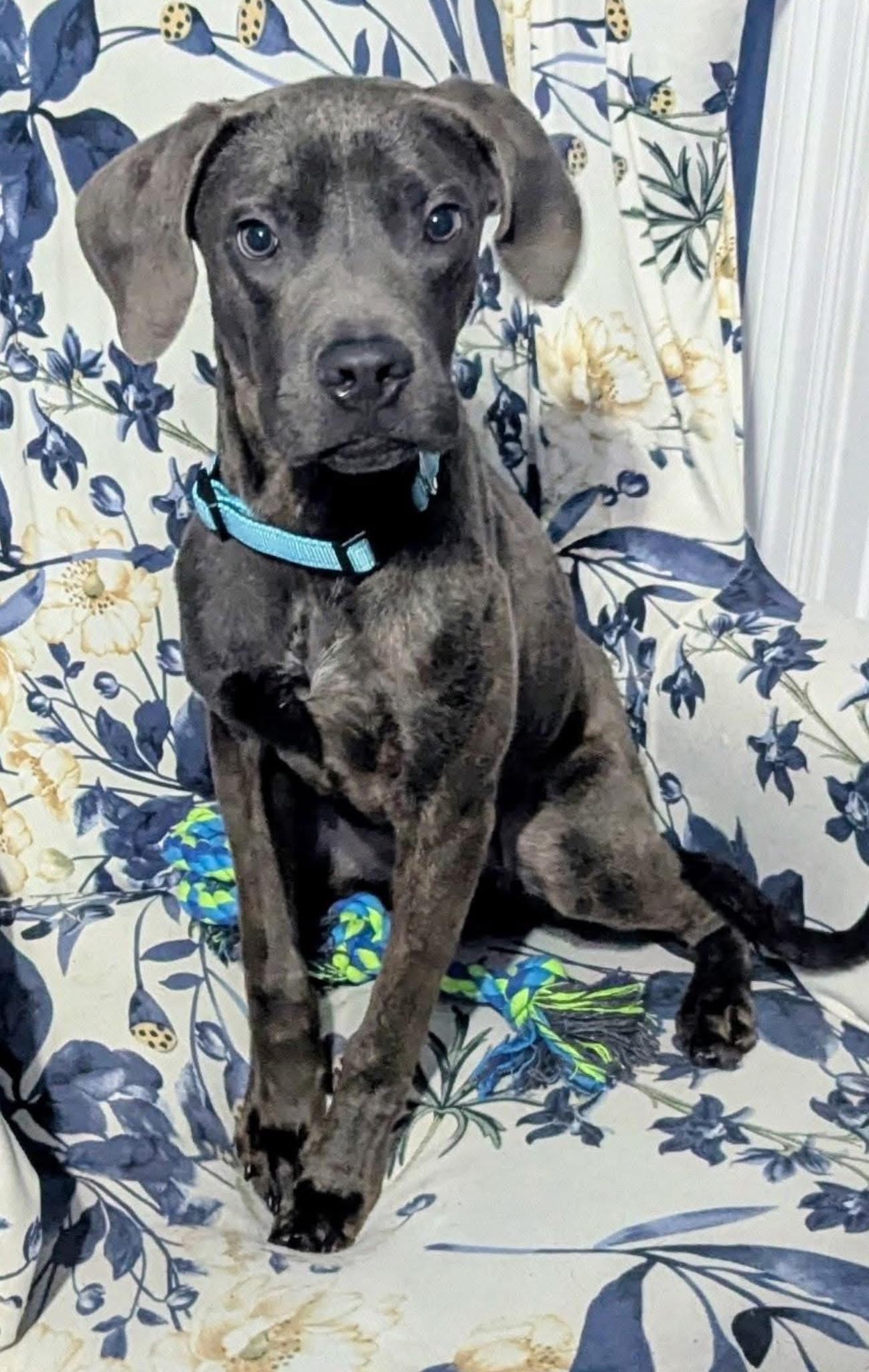 Enlarge Leo, a Adoptable mixed breed in Walker, LA image 1/2