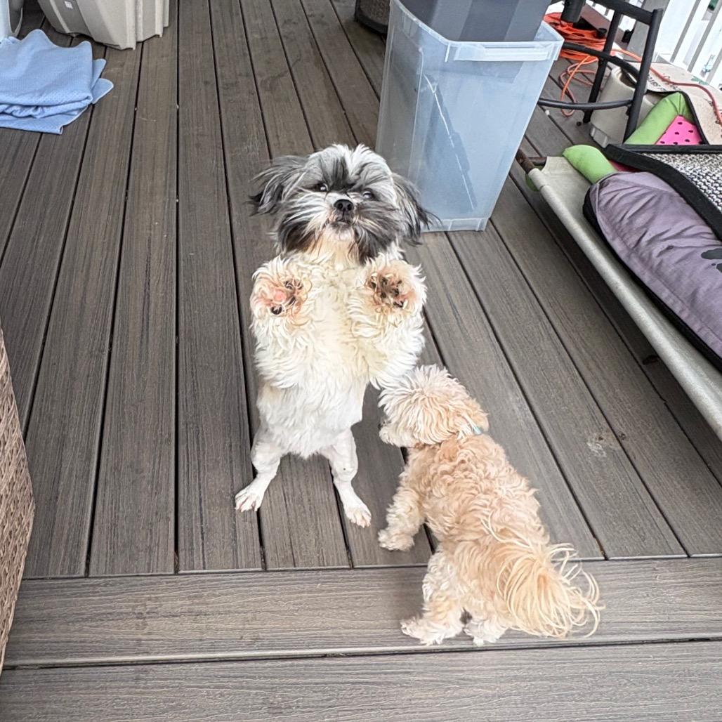 Enlarge Ceecee, a Adoptable Shih Tzu in Fredericksburg, VA image 1/5