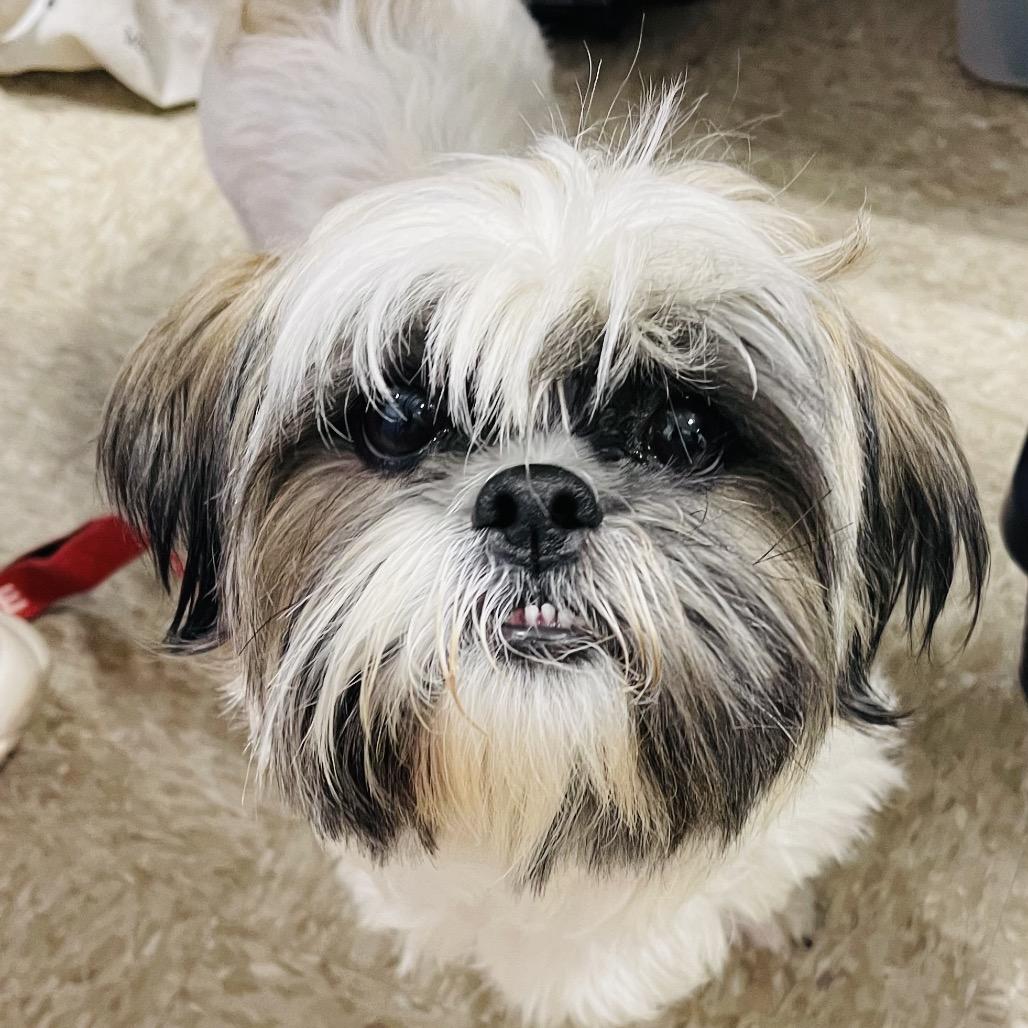 Enlarge Ceecee, a Adoptable Shih Tzu in Fredericksburg, VA image 2/5