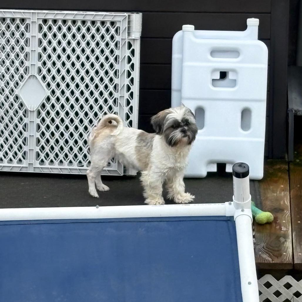 Enlarge Ceecee, a Adoptable Shih Tzu in Fredericksburg, VA image 3/5