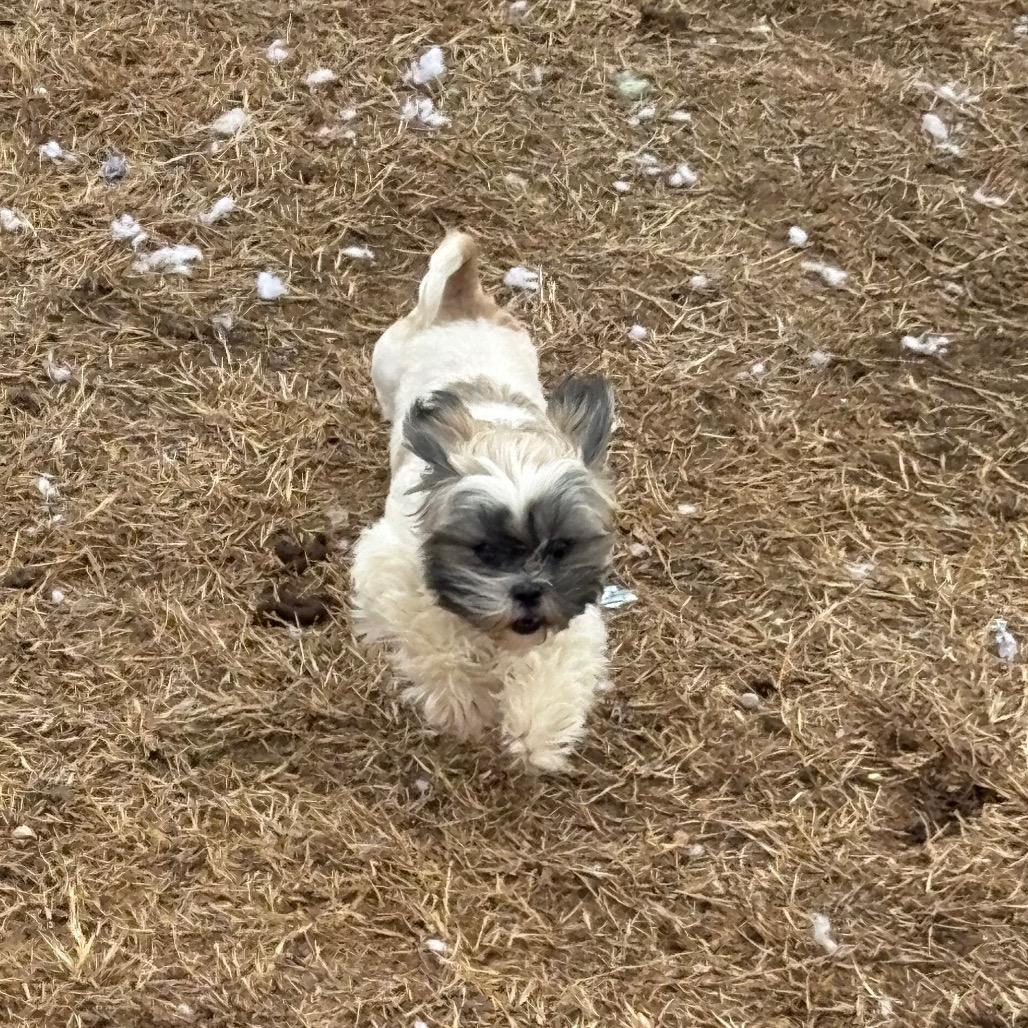 Enlarge Ceecee, a Adoptable Shih Tzu in Fredericksburg, VA image 4/5