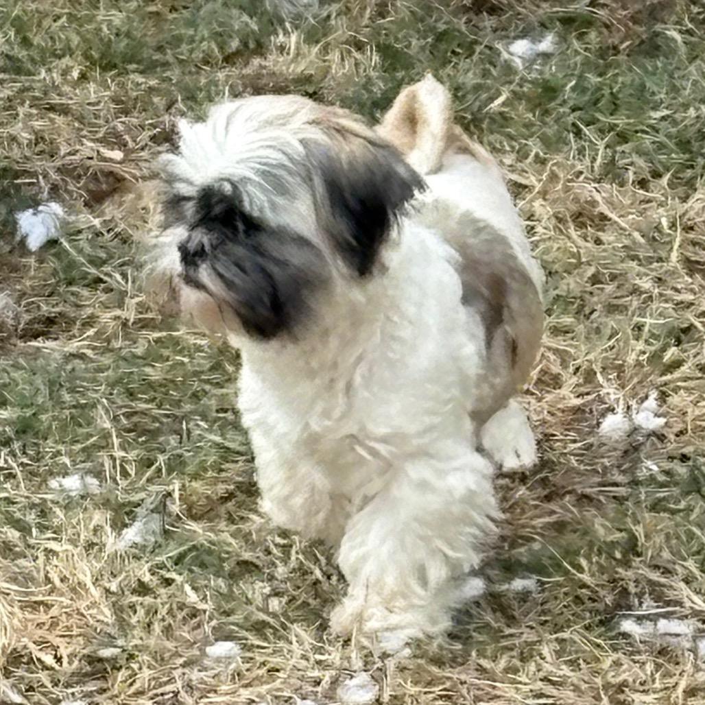 Enlarge Ceecee, a Adoptable Shih Tzu in Fredericksburg, VA image 5/5