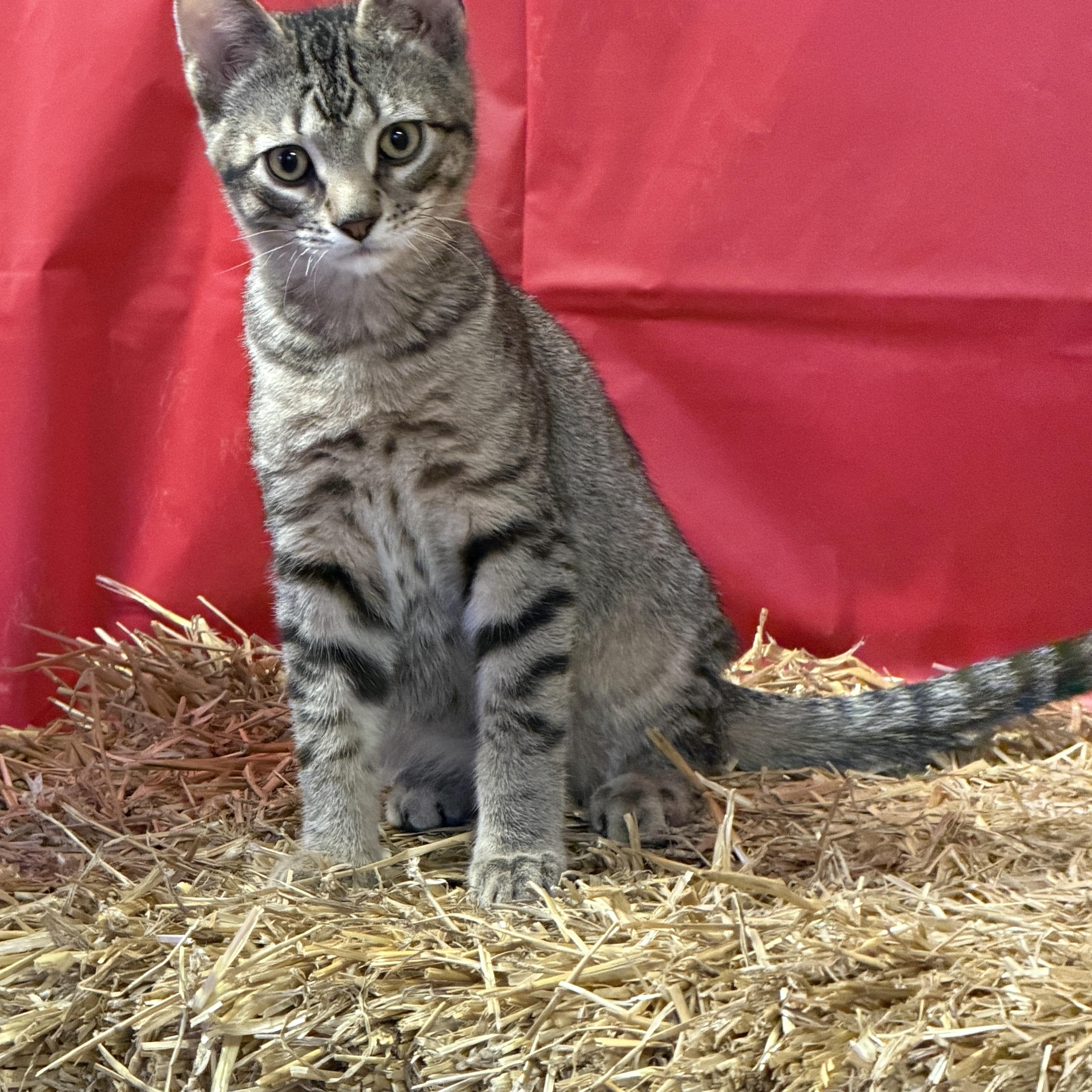 Enlarge Benny, a Adoptable Domestic Short Hair in New Market, MN image 1/2