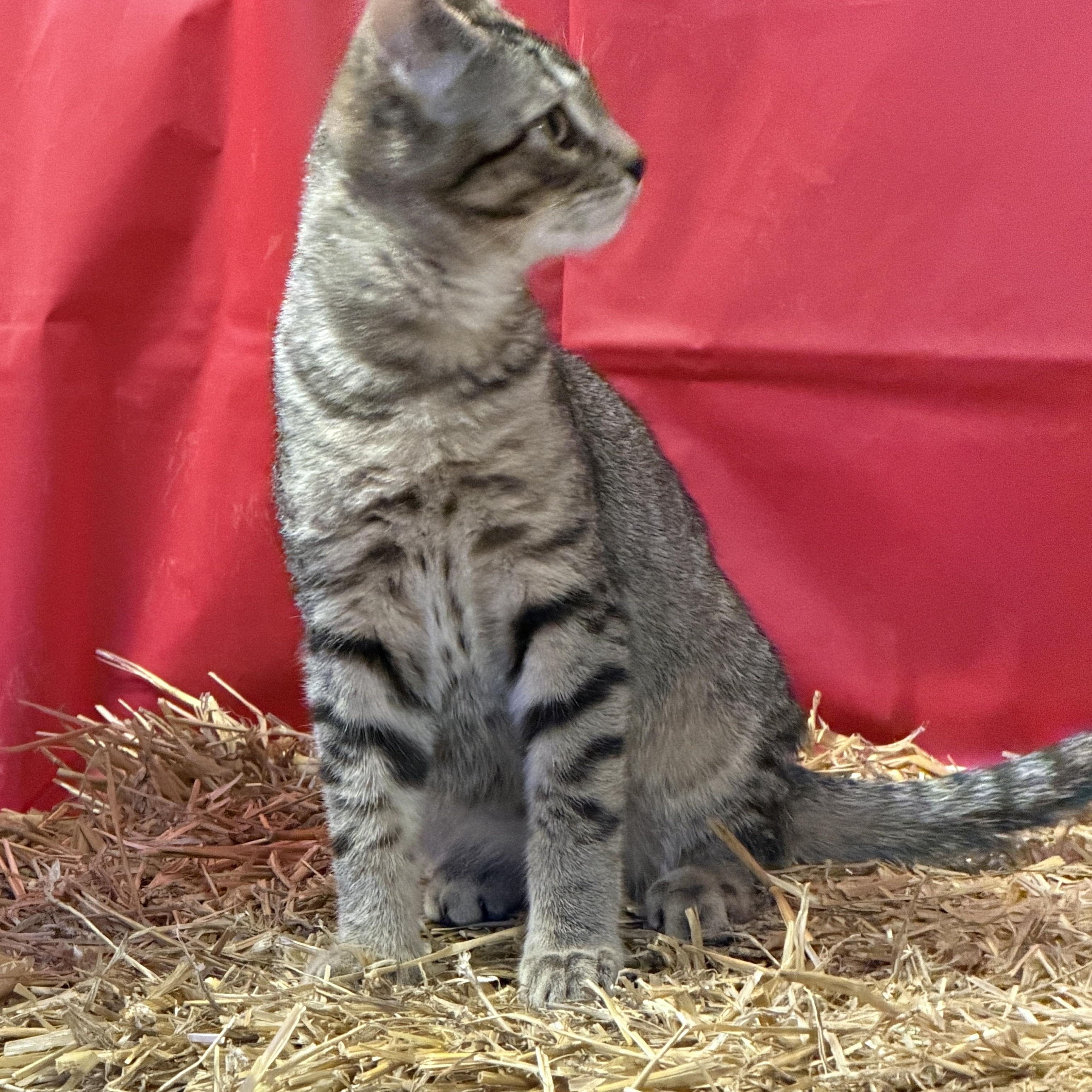Enlarge Benny, a Adoptable Domestic Short Hair in New Market, MN image 2/2