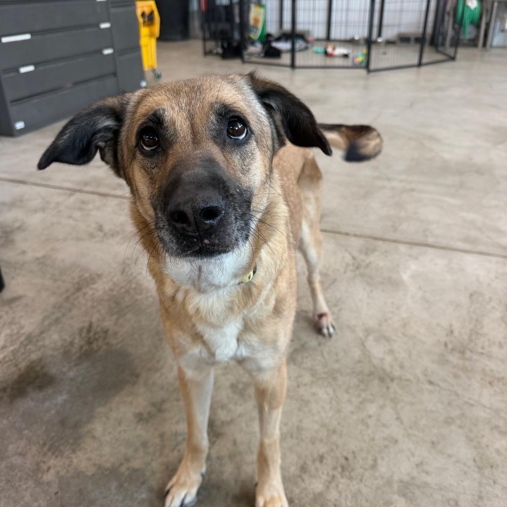 Sunny (Sunflower), Adoptable, Adult Female German Shepherd Dog & Mixed Breed.