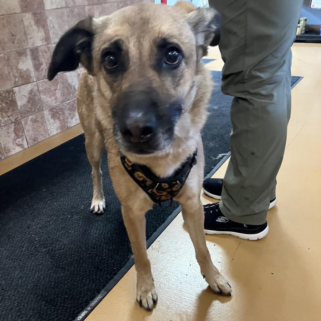 Sunny (Sunflower), a Adoptable mixed breed in Spanish Fork, UT image 2/4