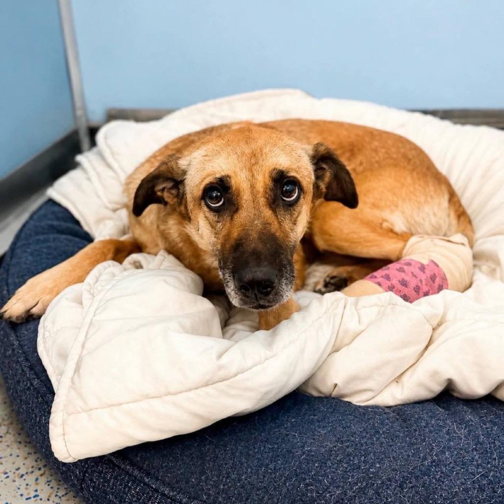 Sunny (Sunflower), a Adoptable mixed breed in Spanish Fork, UT image 3/4