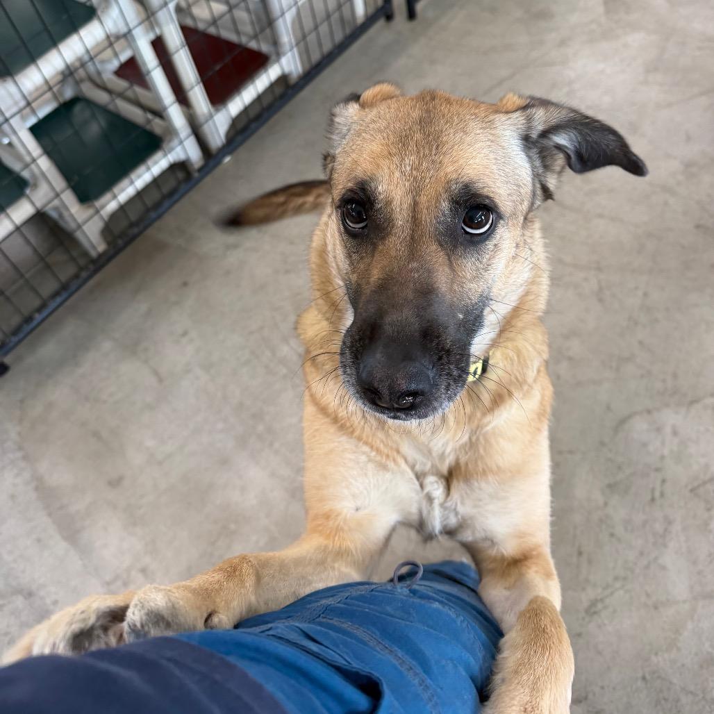 Sunny (Sunflower), a Adoptable mixed breed in Spanish Fork, UT image 4/4
