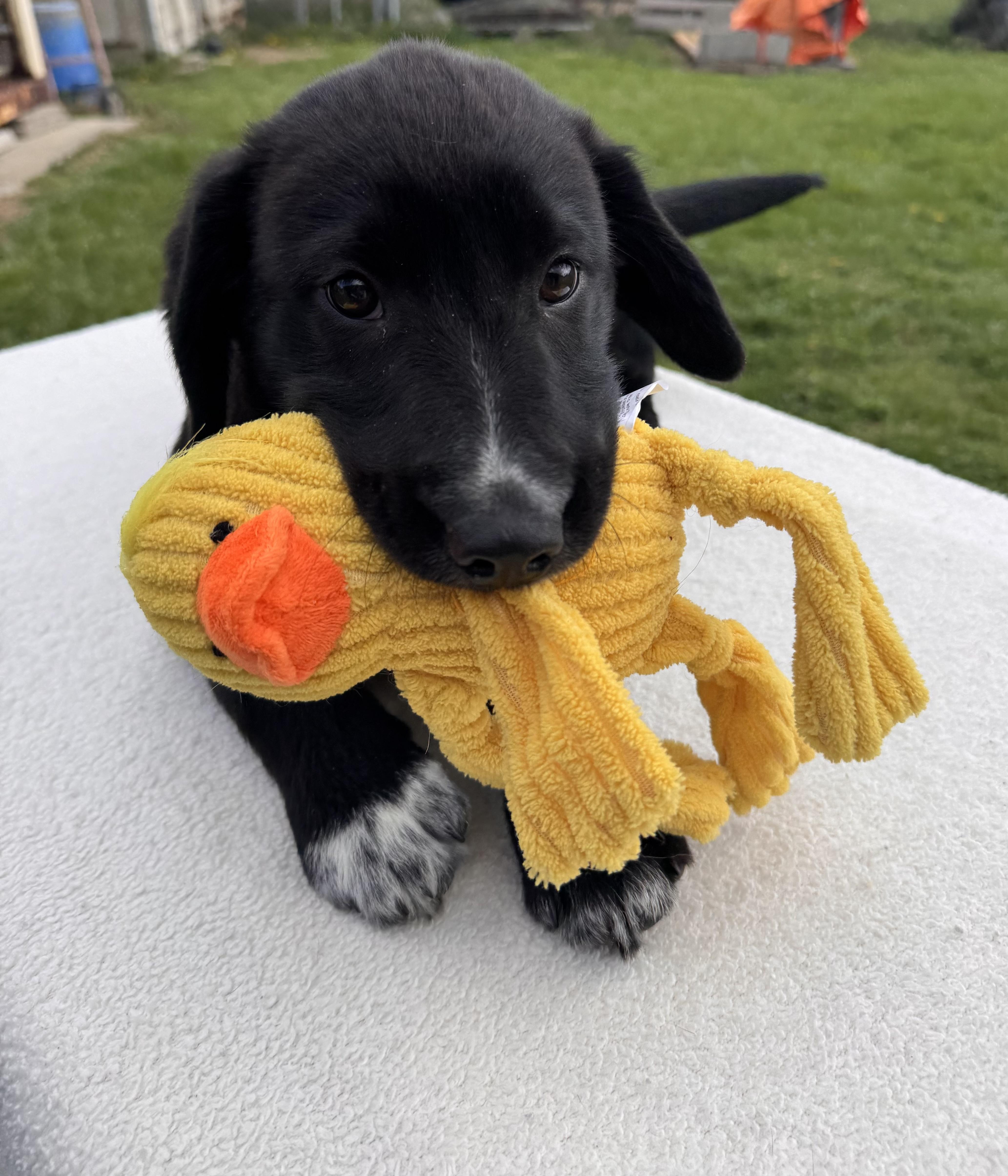 Taffy, adopted, Puppy Female Border Collie.