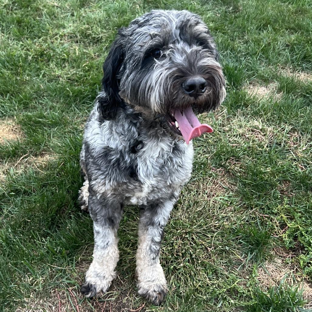 Enlarge Maverick, a Adoptable mixed breed in Oceanside, NY image 2/2