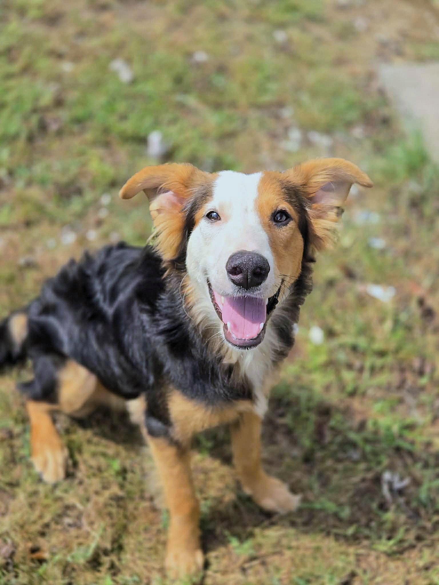 Prince, Adoptable, Young Male Mixed Breed.