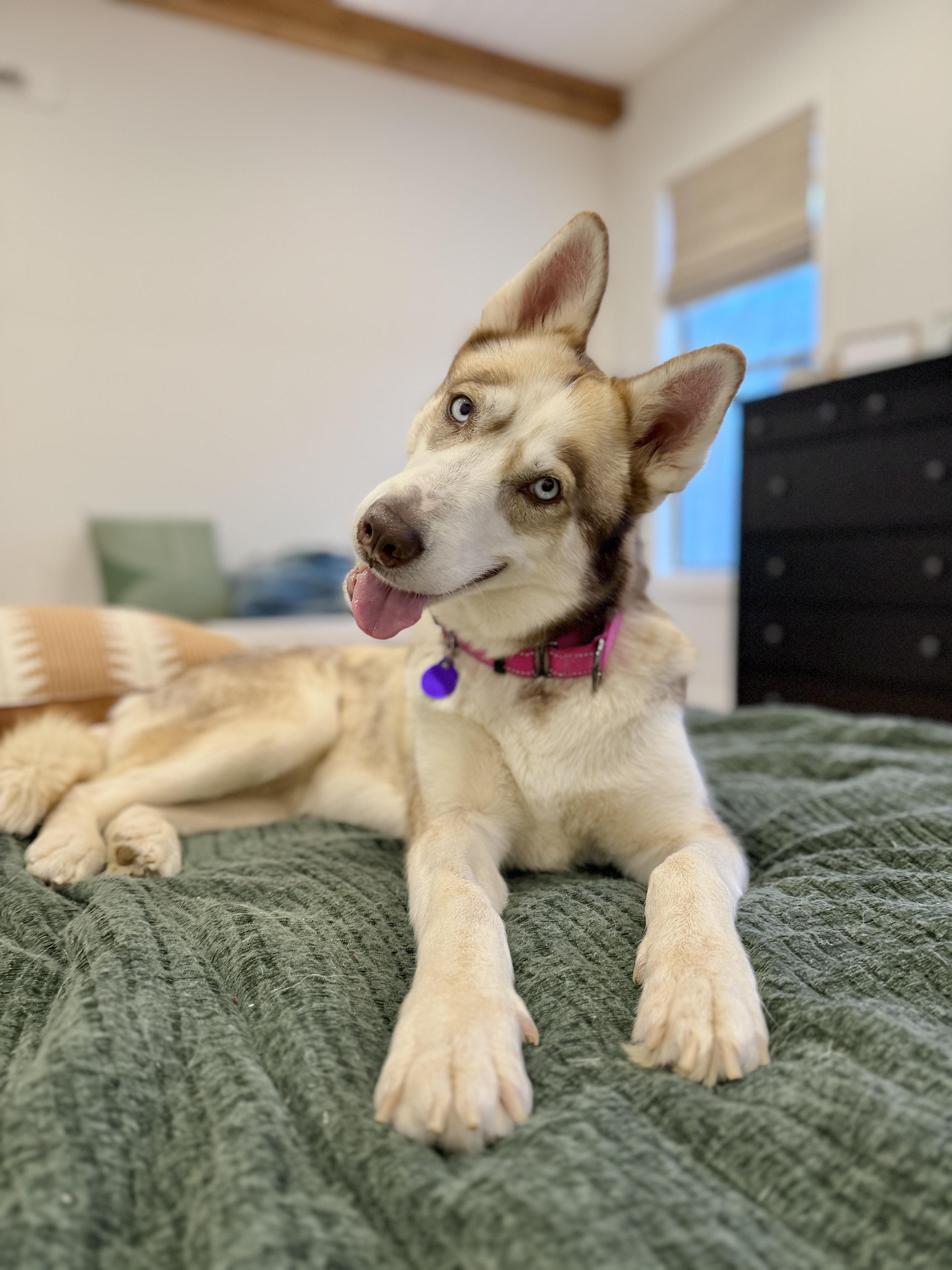 Freyja, a Adoptable Husky in Atlanta, GA image 2/6