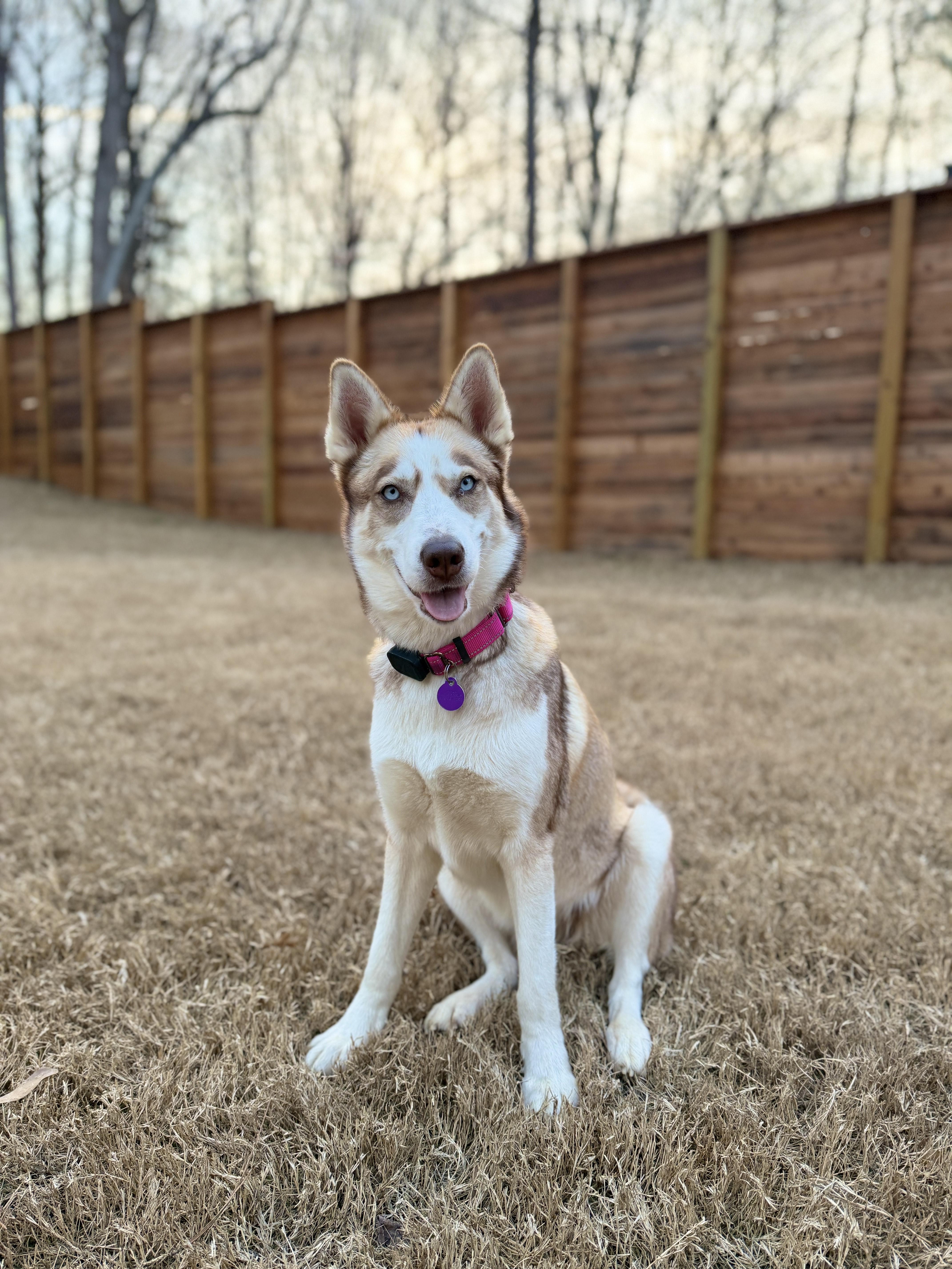 Freyja, a Adoptable Husky in Atlanta, GA image 3/6