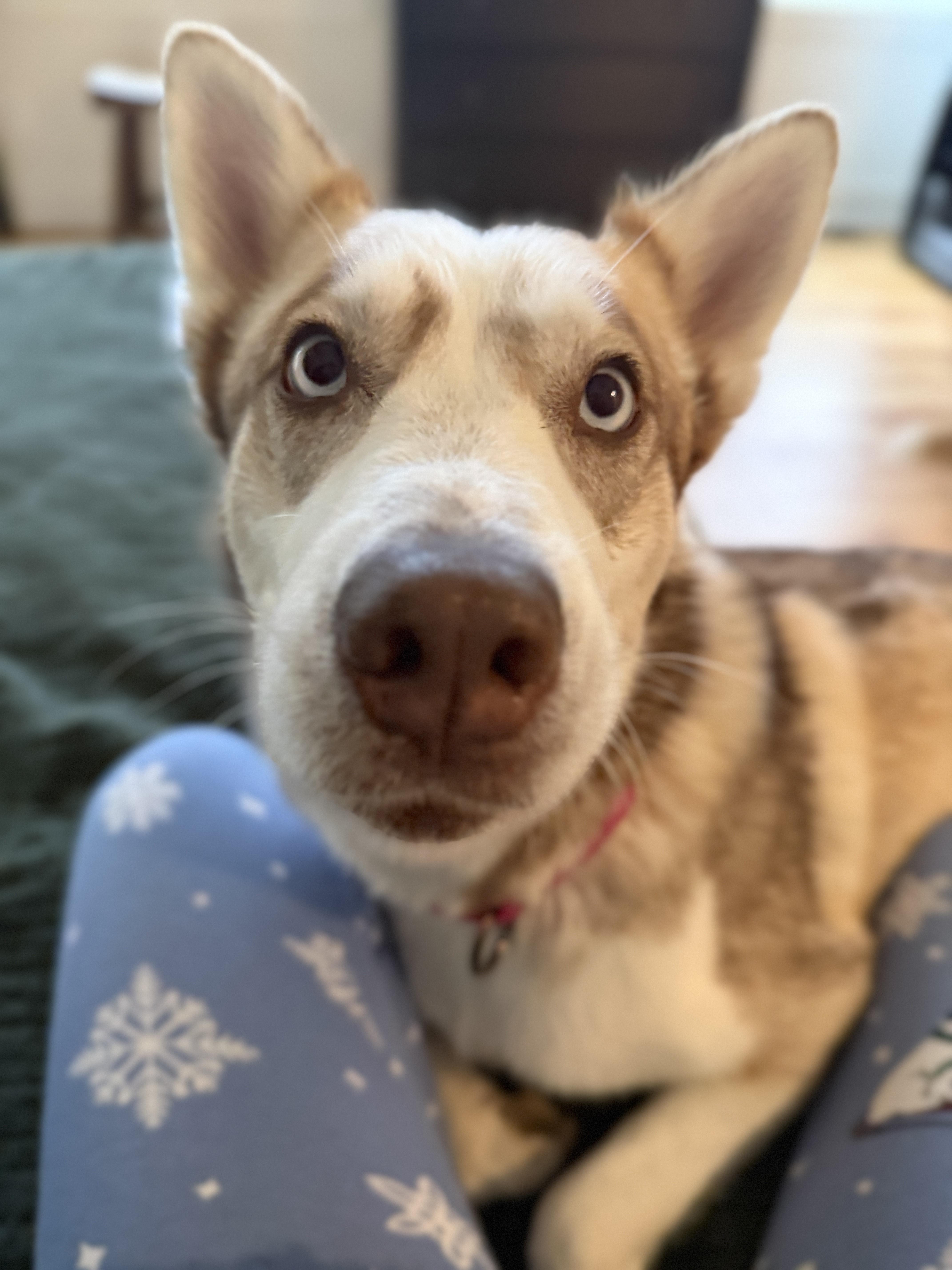 Freyja, a Adoptable Husky in Atlanta, GA image 4/6