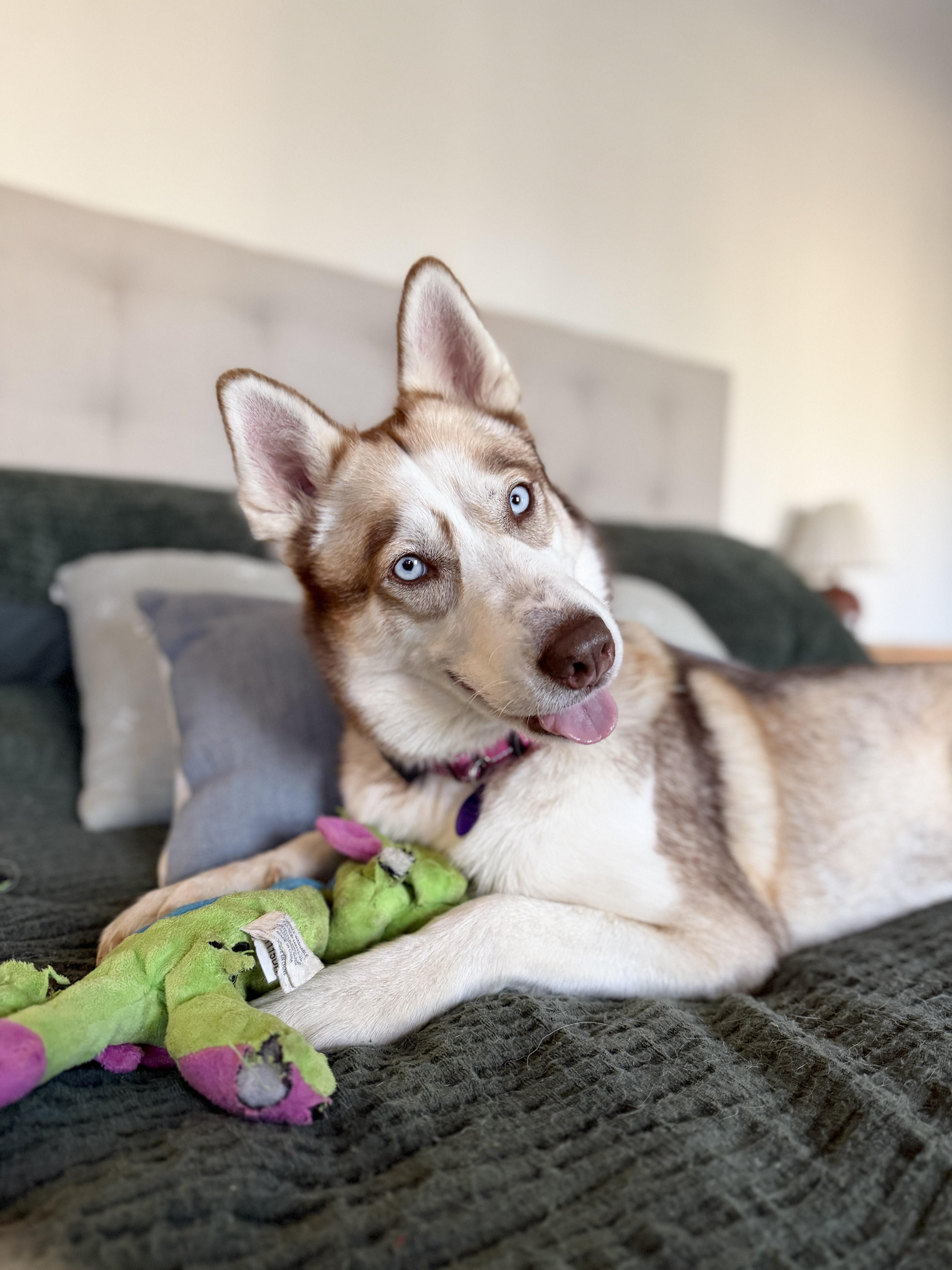 Freyja, Adoptable, Young Female Husky.