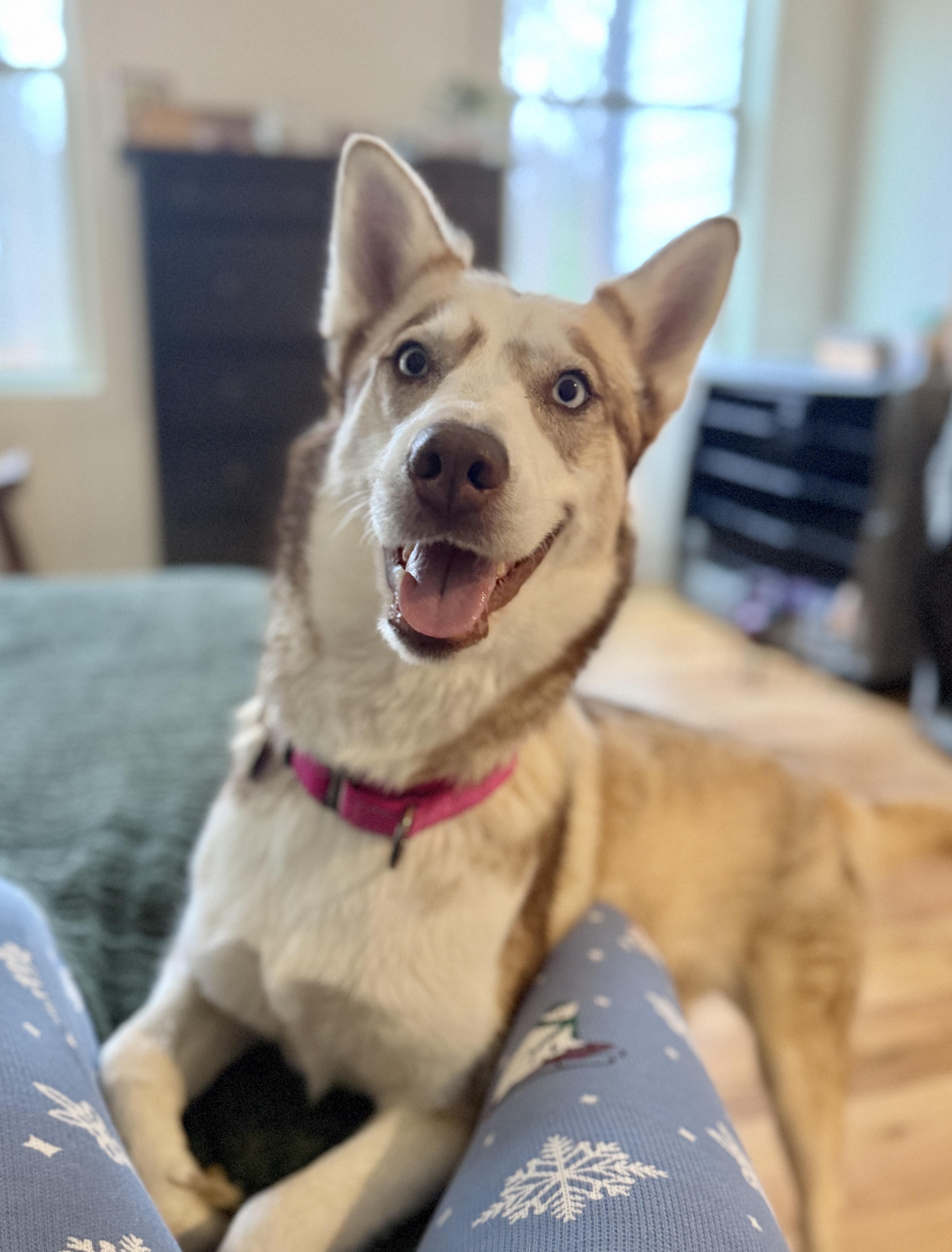 Freyja, a Adoptable Husky in Atlanta, GA image 5/6