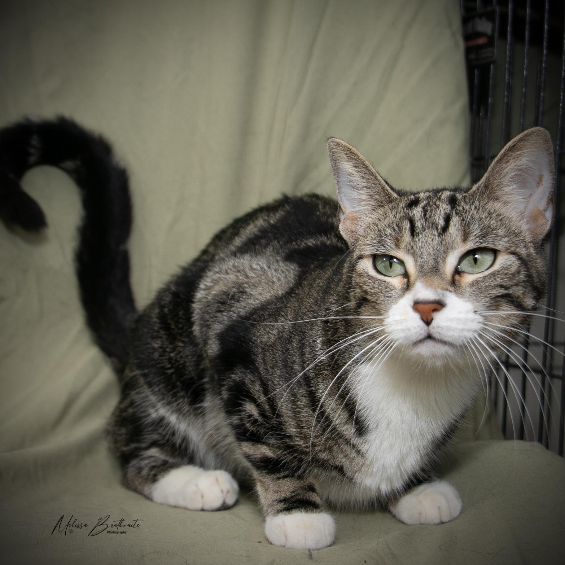 Enlarge Delphinium, a Adoptable Domestic Short Hair in Calgary, AB image 3/5