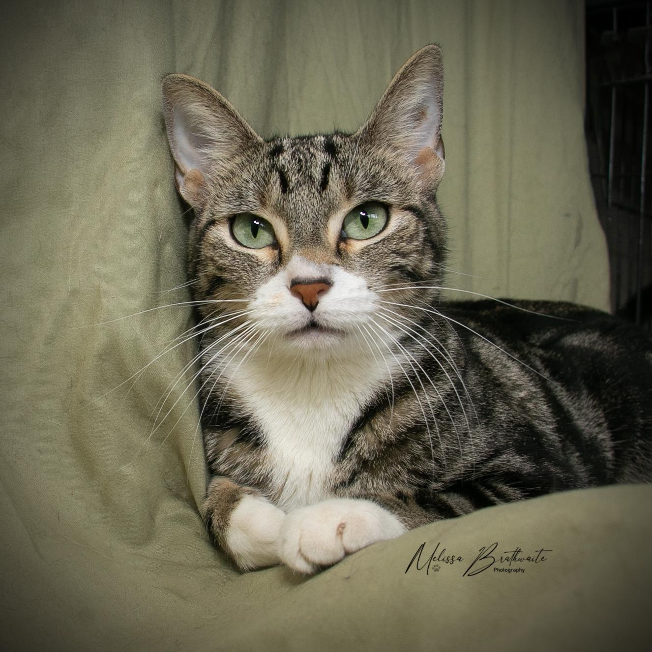 Delphinium, Adoptable, Adult Female Domestic Short Hair.