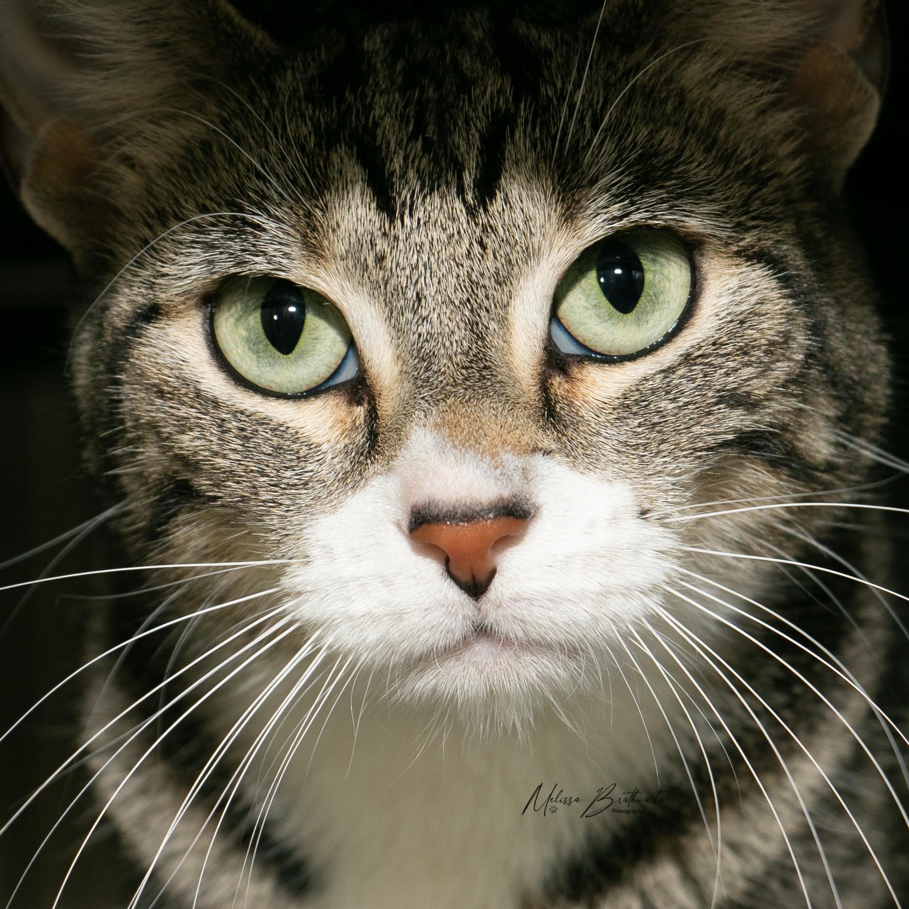 Enlarge Delphinium, a Adoptable Domestic Short Hair in Calgary, AB image 4/5