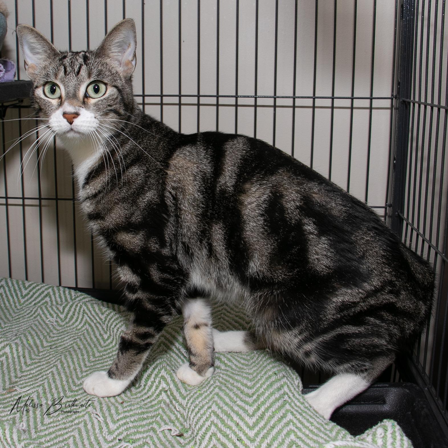 Enlarge Delphinium, a Adoptable Domestic Short Hair in Calgary, AB image 5/5