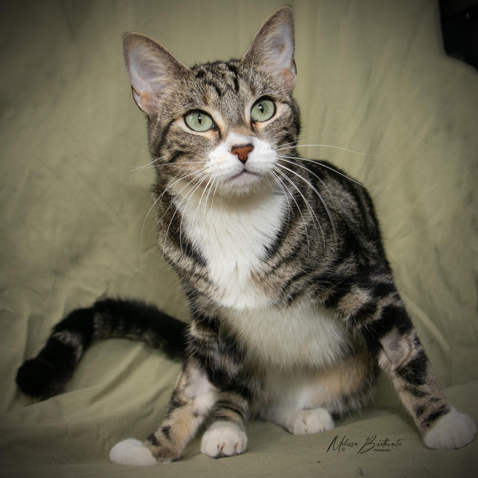 Enlarge Delphinium, a Adoptable Domestic Short Hair in Calgary, AB image 2/5