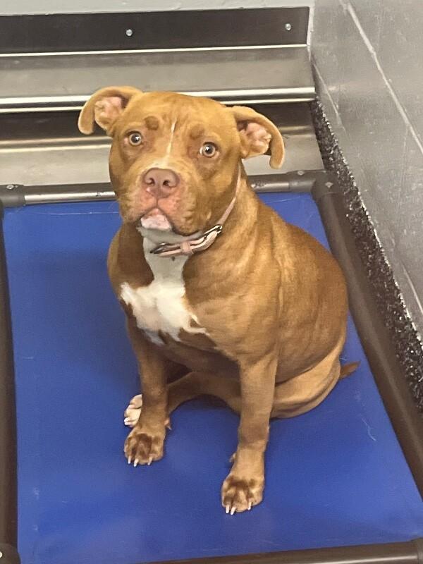 Enlarge Honey, a Adoptable mixed breed in Jackson, TN image 1/1