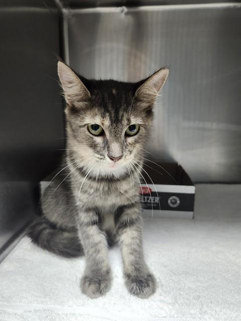 MITSY, Adoptable, Young Female Domestic Short Hair.