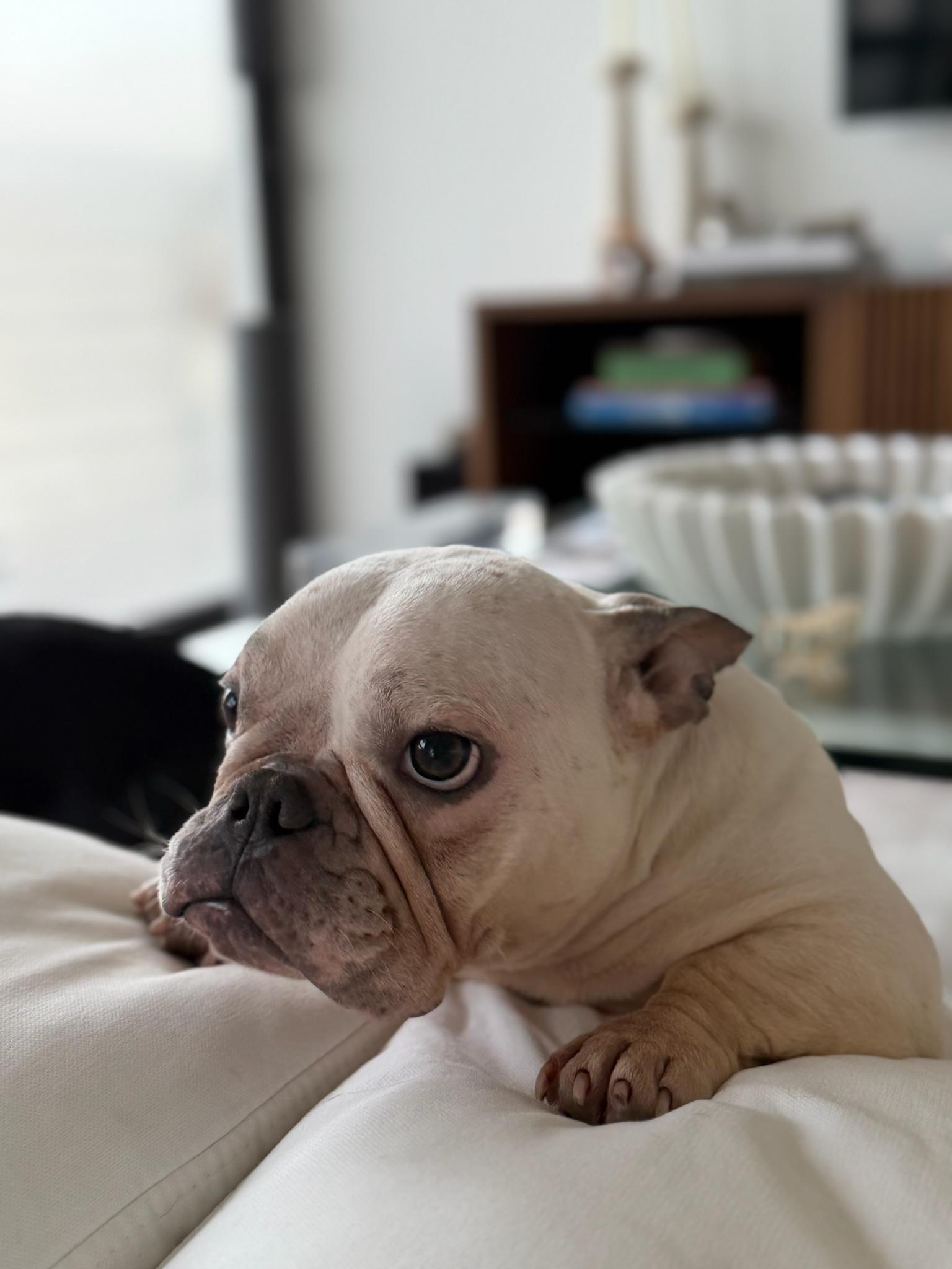 Enlarge Snow, a ADOPTABLE French Bulldog in North Miami, FL image 2/5
