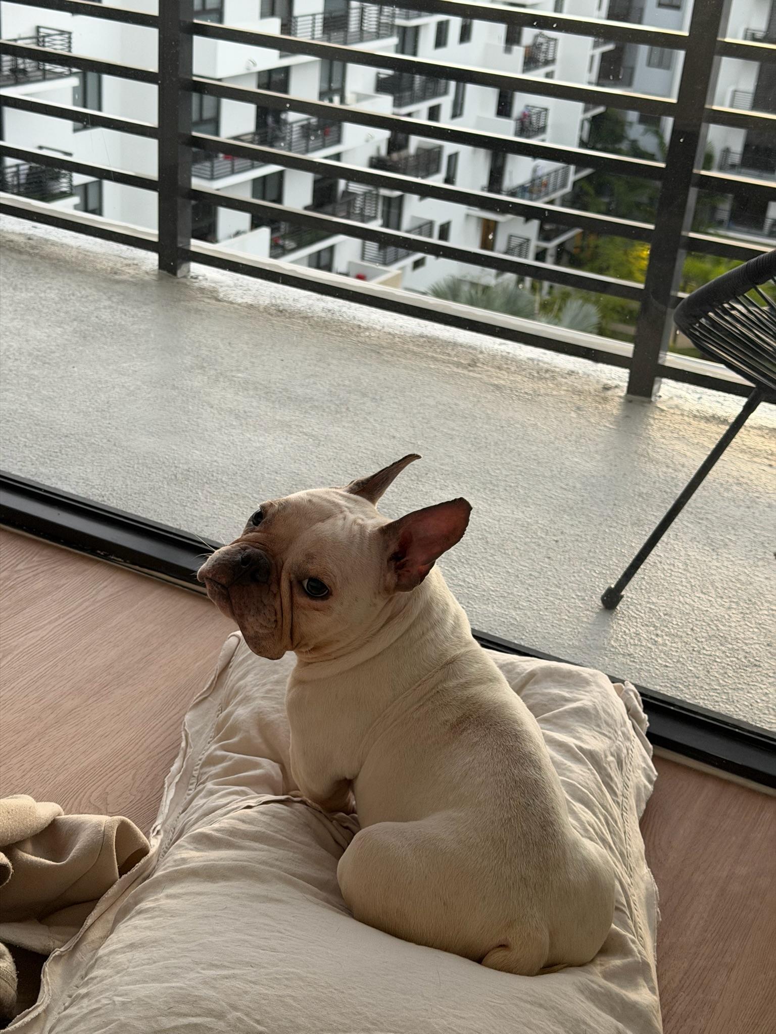 Enlarge Snow, a ADOPTABLE French Bulldog in North Miami, FL image 5/5