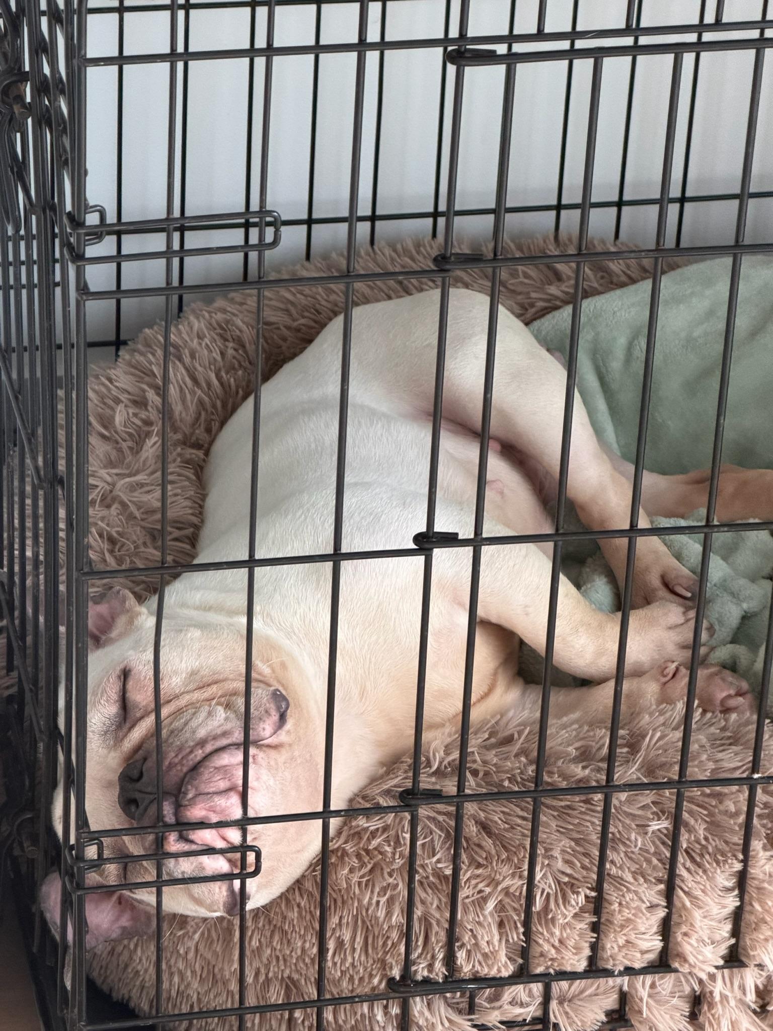 Enlarge Snow, a ADOPTABLE French Bulldog in North Miami, FL image 3/5