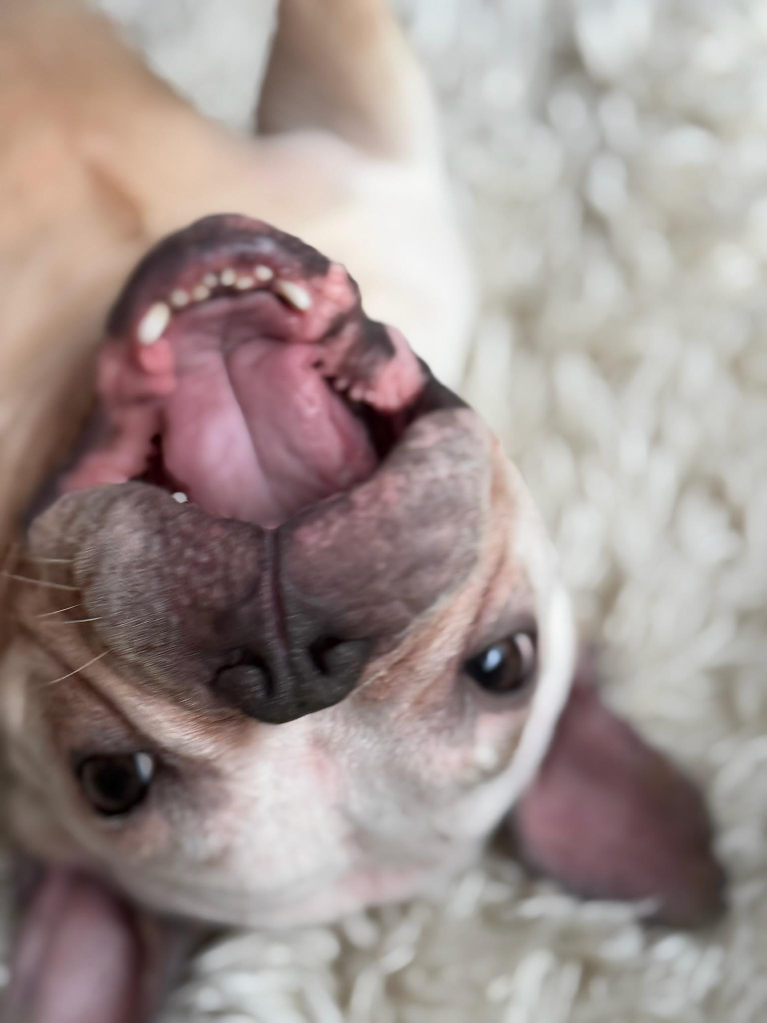 Snow, ADOPTABLE, Adult Female French Bulldog.