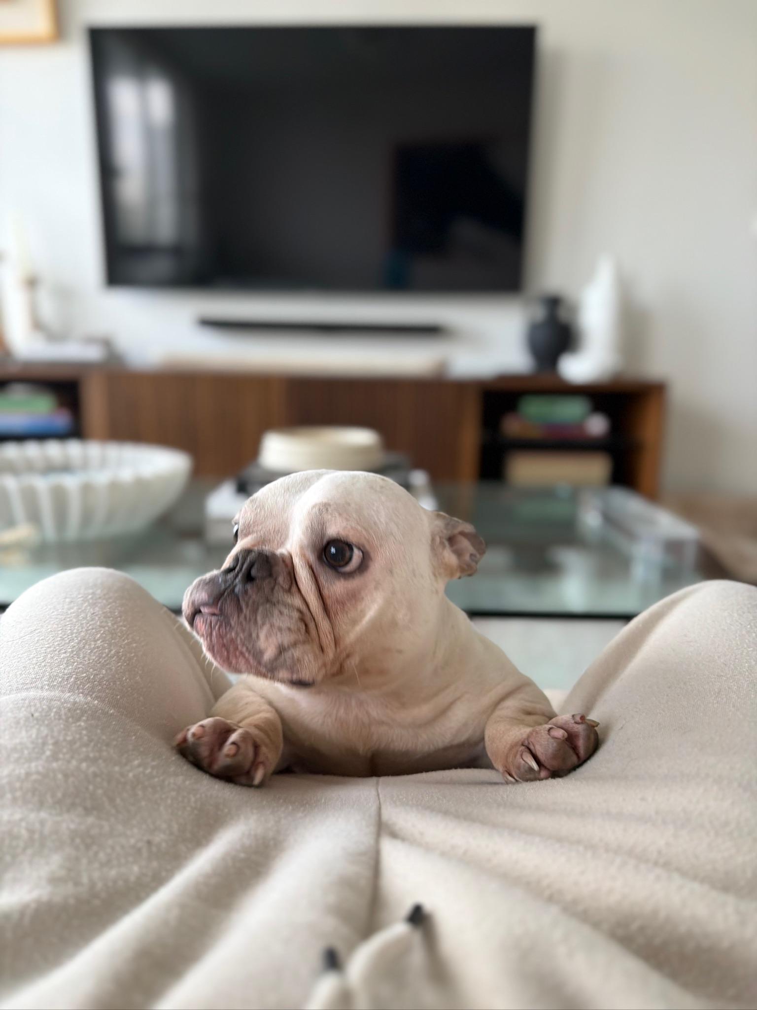 Enlarge Snow, a ADOPTABLE French Bulldog in North Miami, FL image 4/5