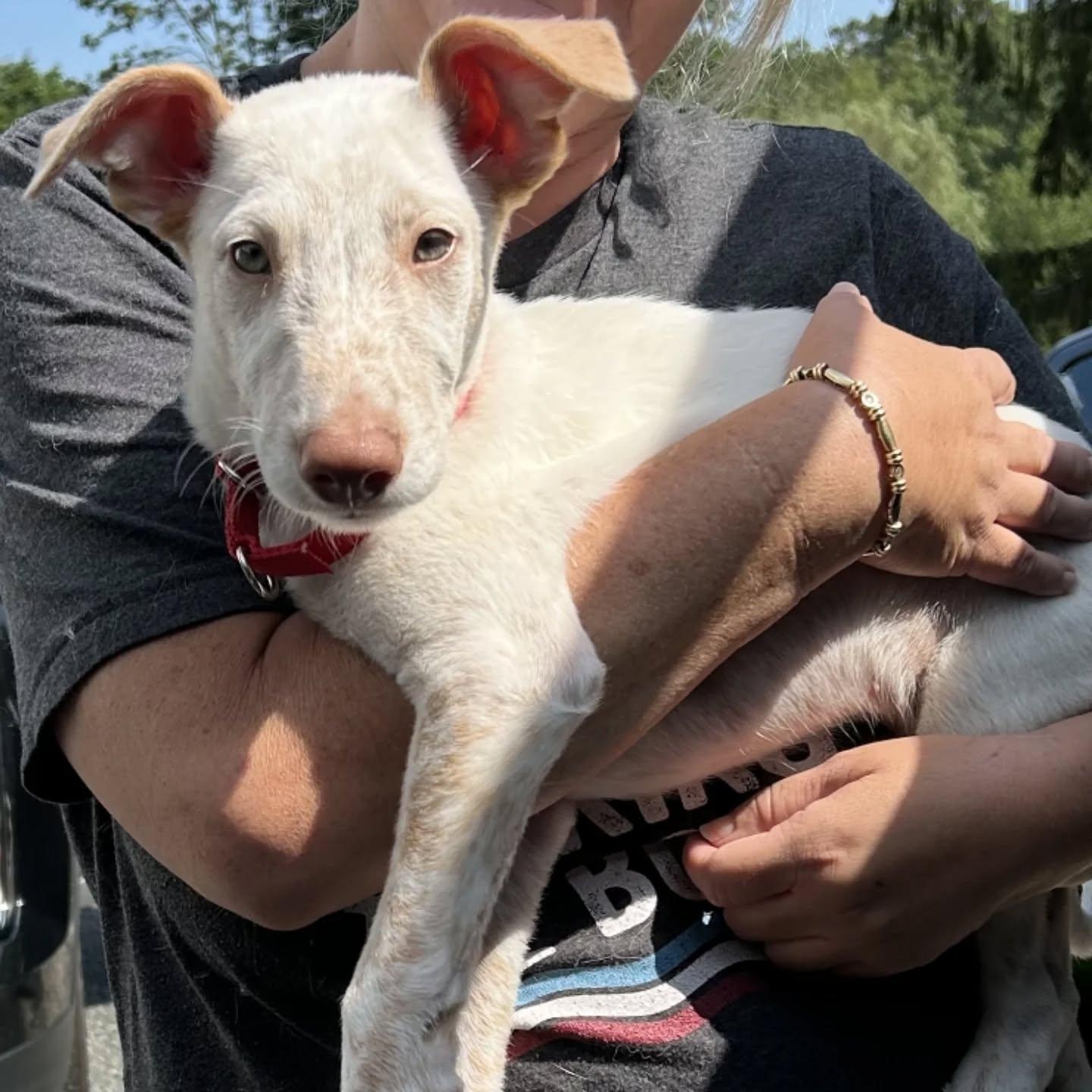 Marco ($200 fee. Looking for Foster or Foster to Adopt), a Adoptable Portuguese Podengo in HANSON, MA image 2/3