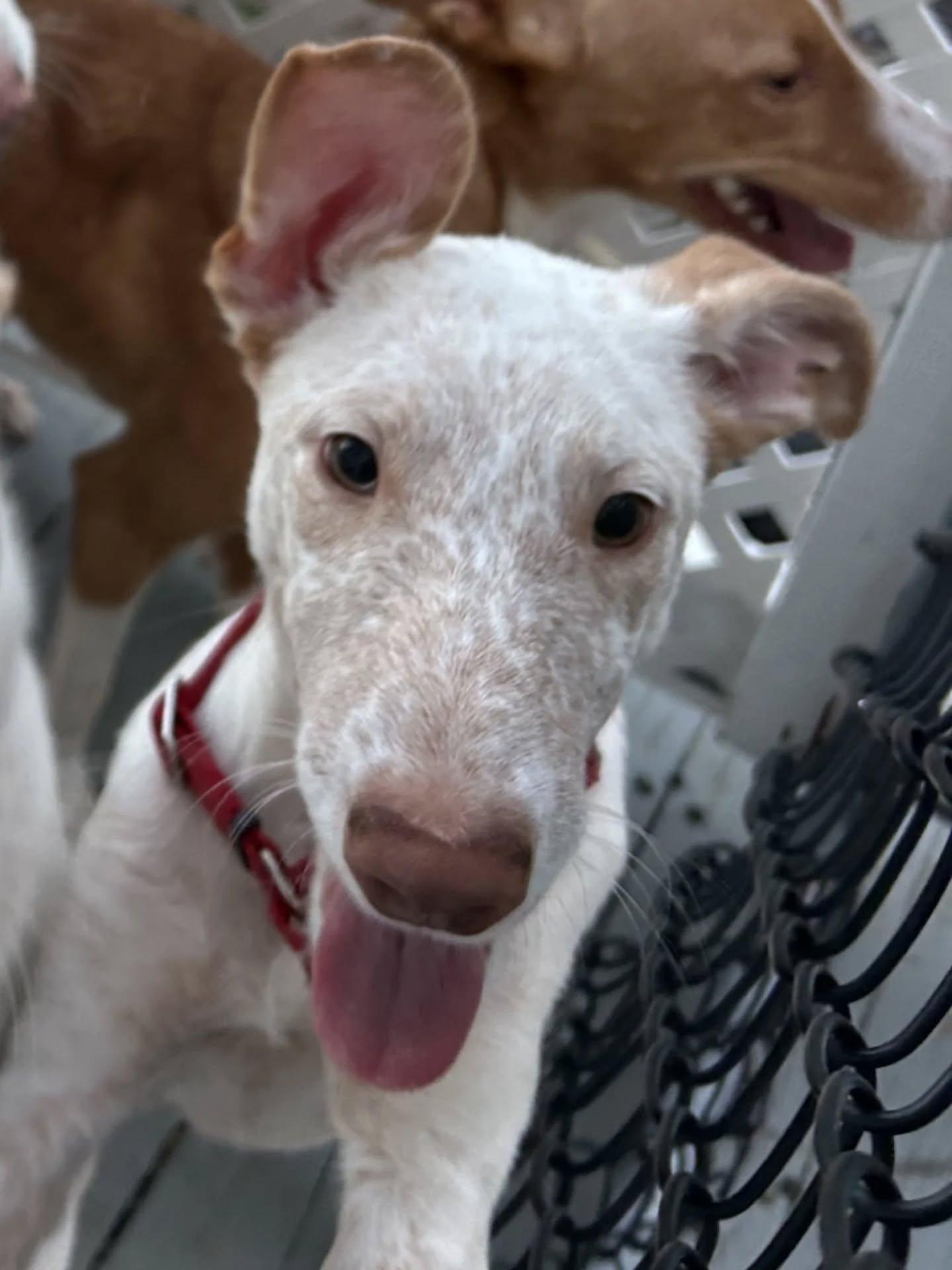 Marco ($200 fee. Looking for Foster or Foster to Adopt), a Adoptable Portuguese Podengo in HANSON, MA image 3/3