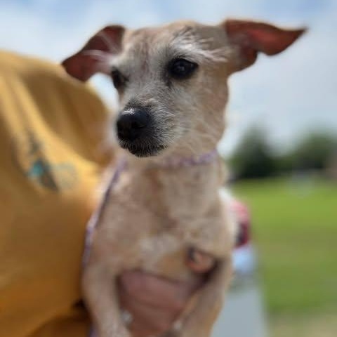 Enlarge Perri, a Adoptable mixed breed in Stamford , CT image 2/4