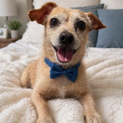Enlarge Perri, a Adoptable mixed breed in Stamford , CT image 1/4