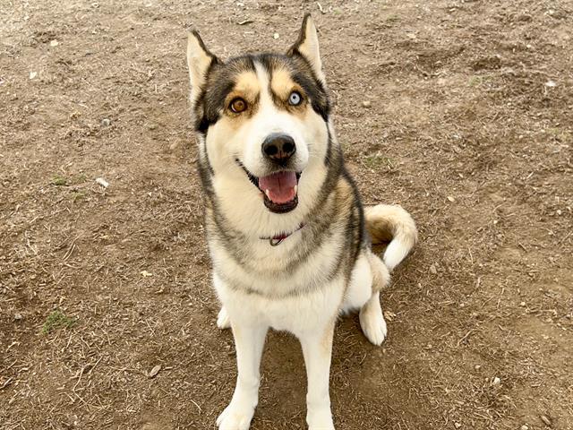 NILES, Adoptable, Adult Male Siberian Husky.
