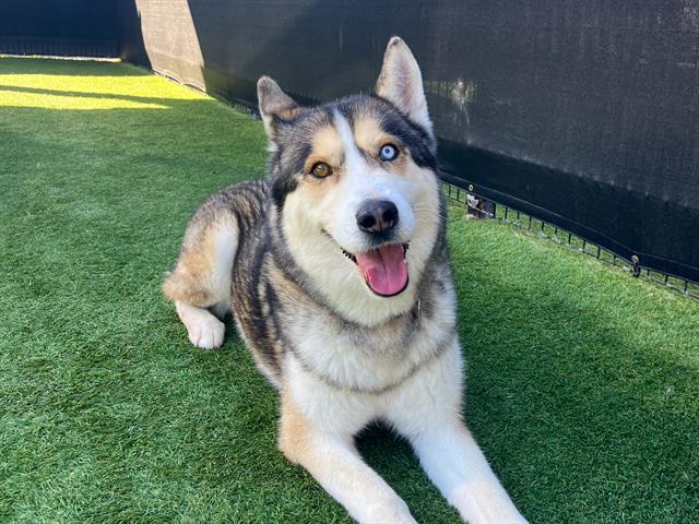 NILES, Adoptable, Adult Male Siberian Husky.
