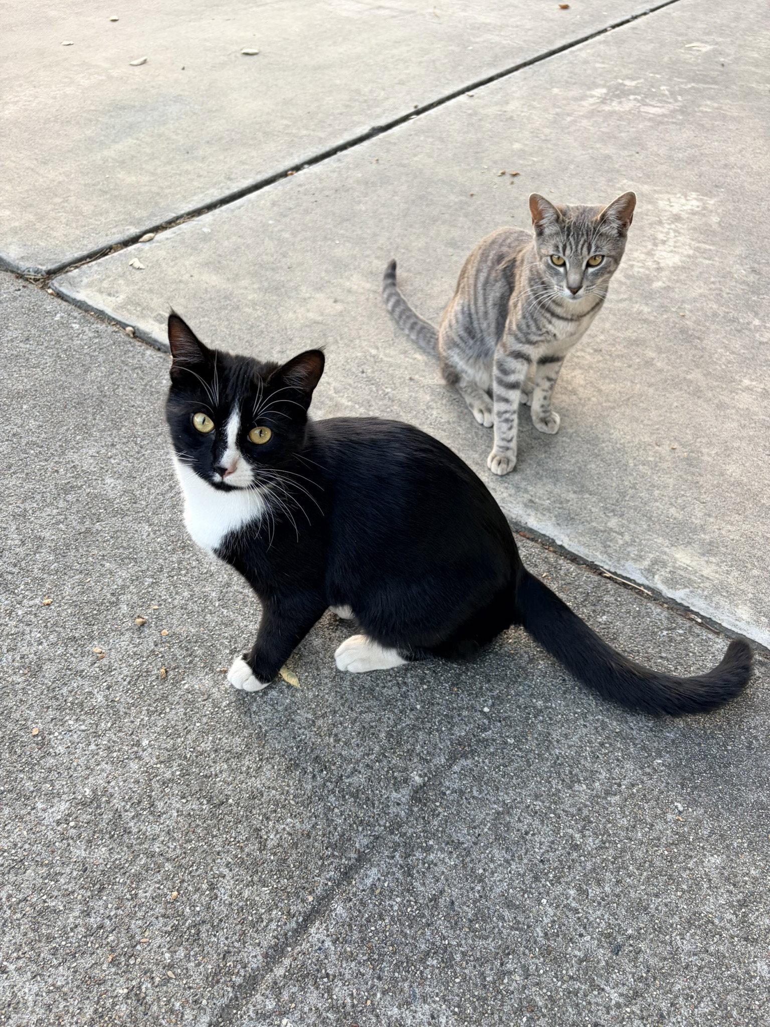 Enlarge Earl & Gray (Courtesy Post), a Adoptable Domestic Short Hair in San Jose, CA image 2/3