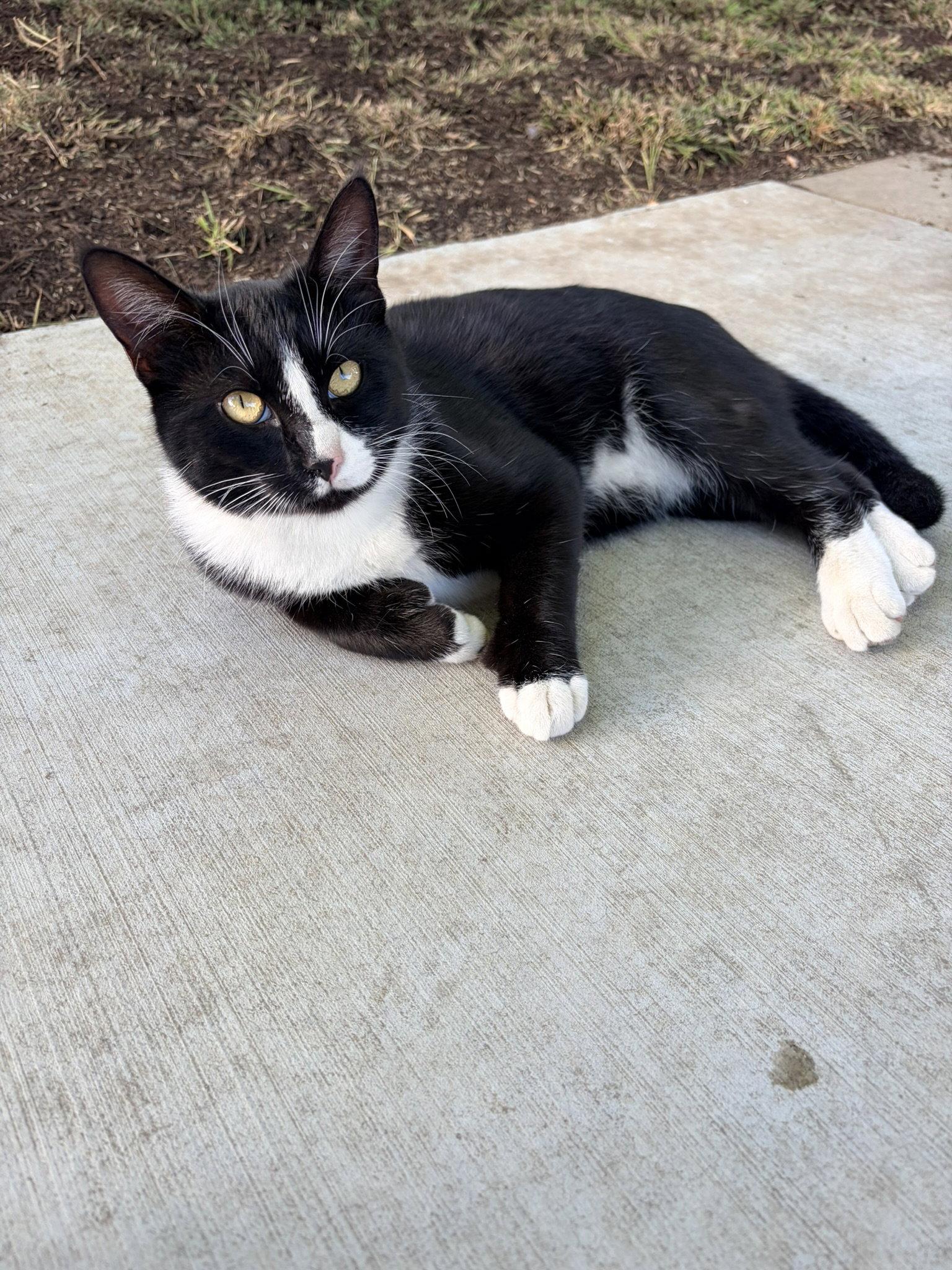 Enlarge Earl & Gray (Courtesy Post), a Adoptable Domestic Short Hair in San Jose, CA image 3/3