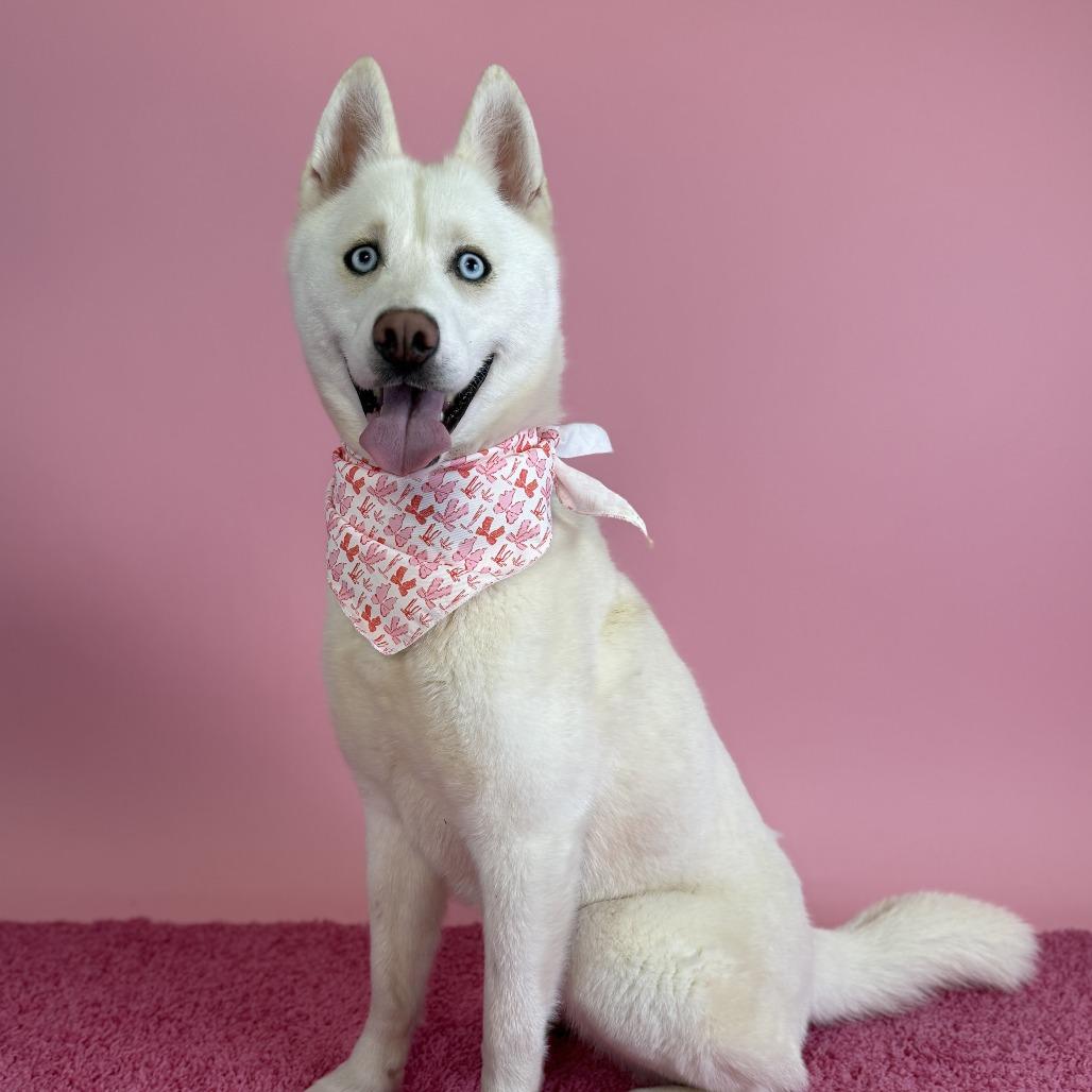 Ayla, a Adoptable Siberian Husky in Manhattan, KS image 1/2