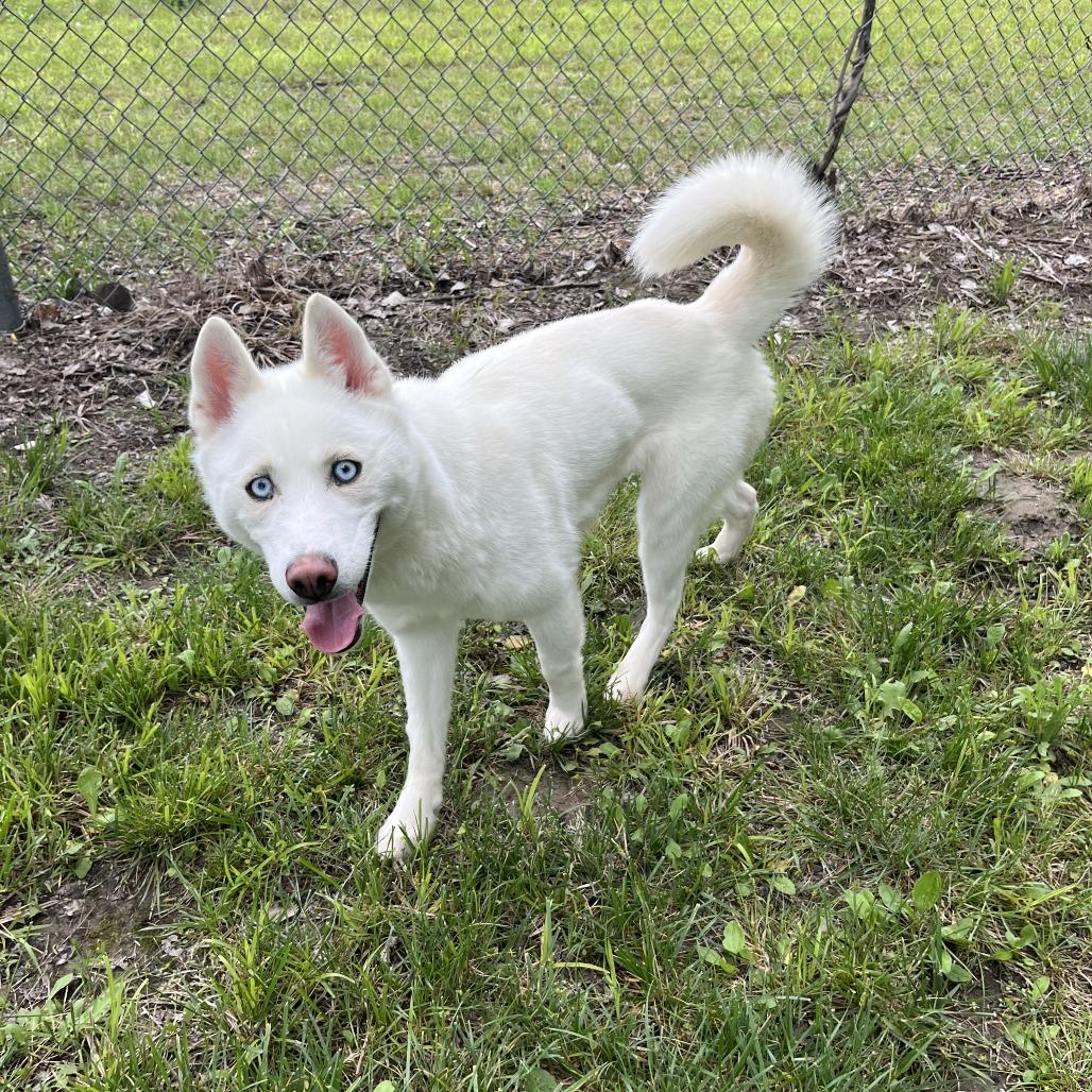 Ayla, a Adoptable Siberian Husky in Manhattan, KS image 2/2