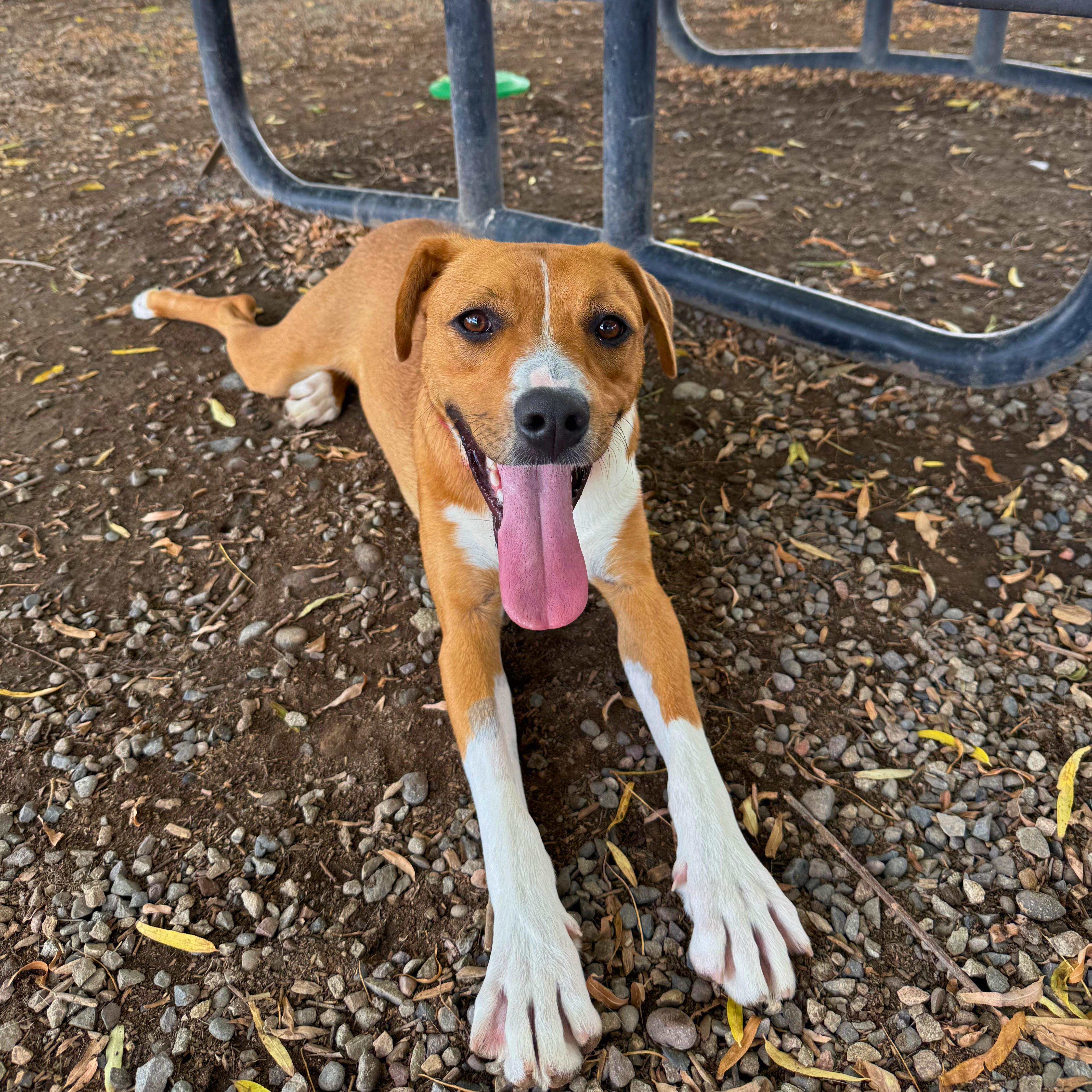Enlarge Peanut Butter - Delta, a Adoptable Mixed Breed in Delta, CO image 2/6